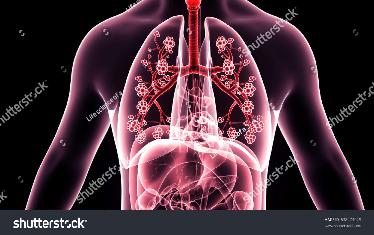 D Illustration Human Body Respiratory System Stock Illustration Shutterstock