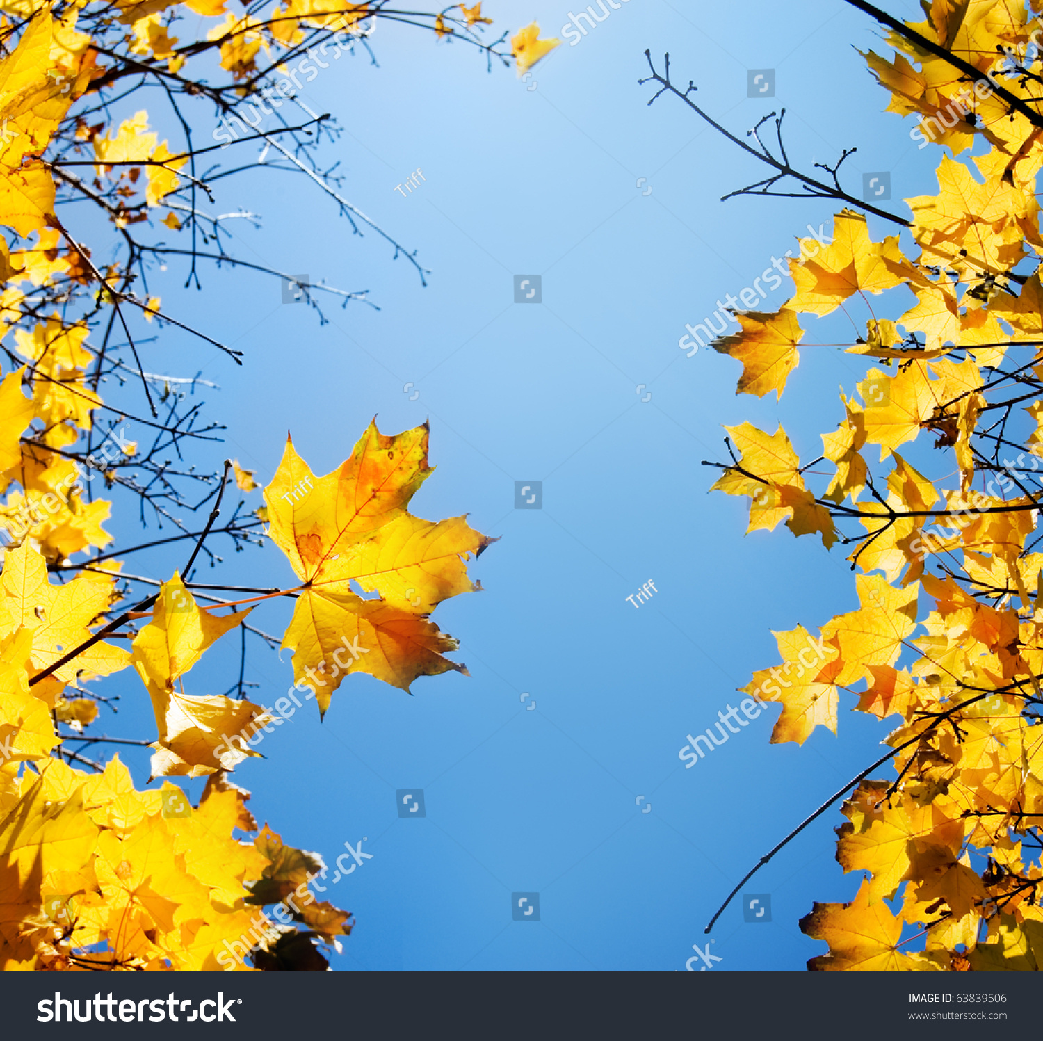Осень на фоне голубого неба