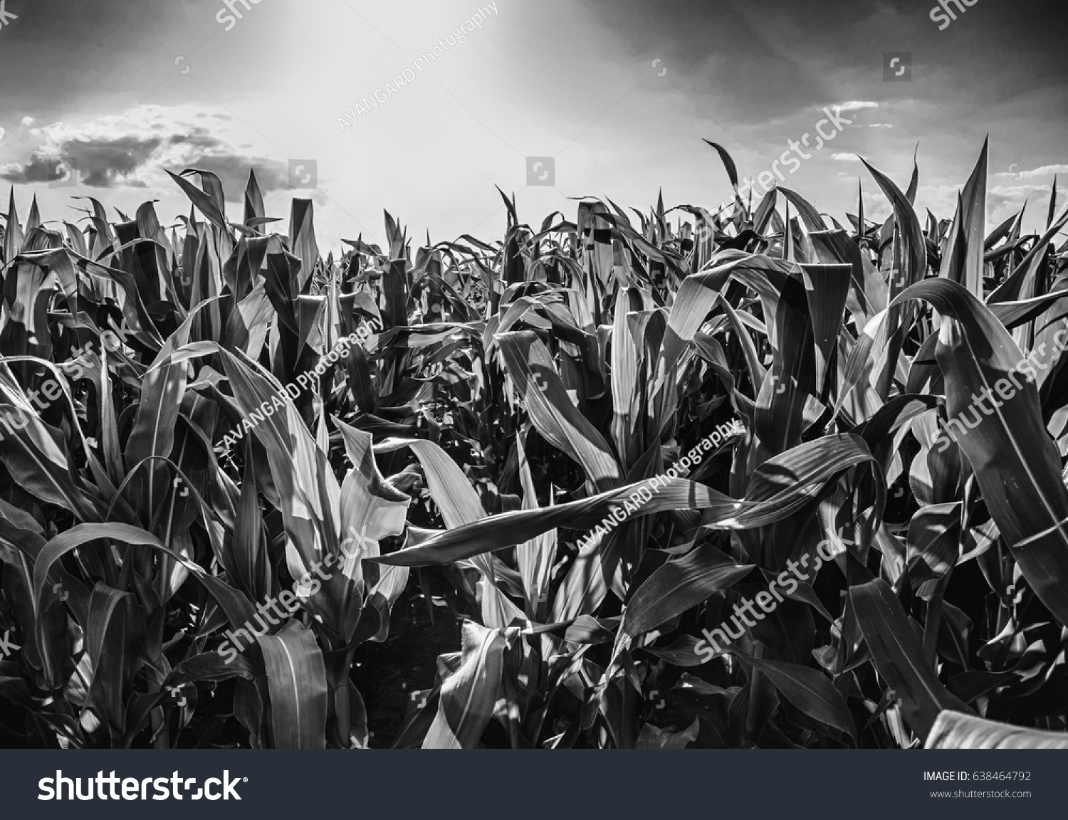 Dramatic Black White Corn Field Stock Photo 638464792 | Shutterstock