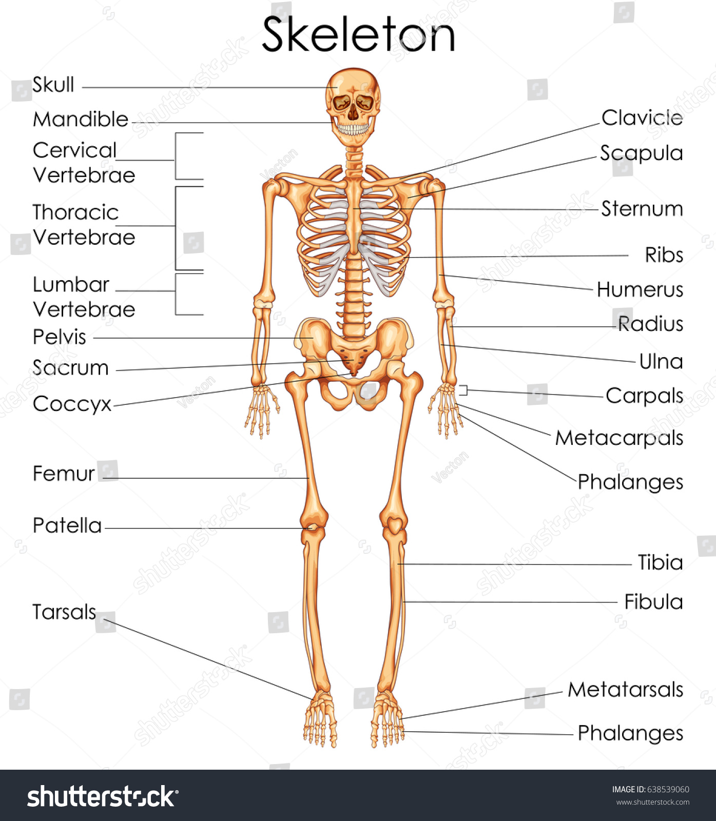 Medical Education Chart Biology Human Skeleton Stock Vector (Royalty