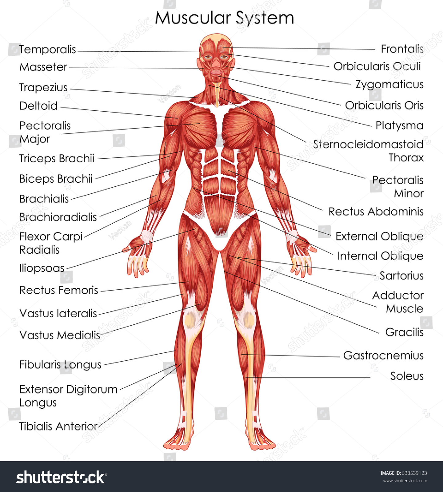 Muscular System Images Stock Photos Vectors Shutterstock