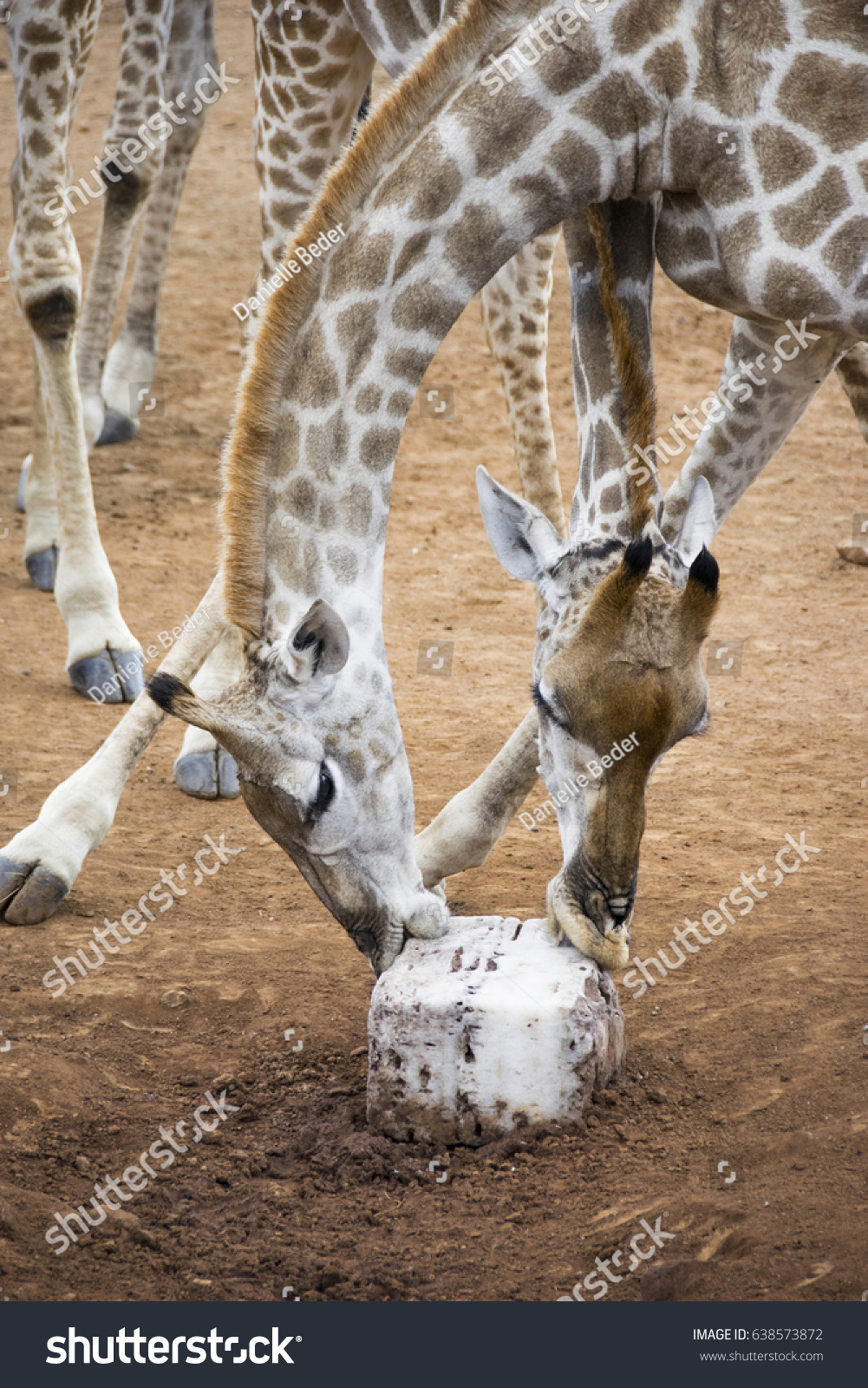 stock-photo-two-giraffes-share-a-salt-lick-pilanesberg-national-park-south-africa-638573872.jpg