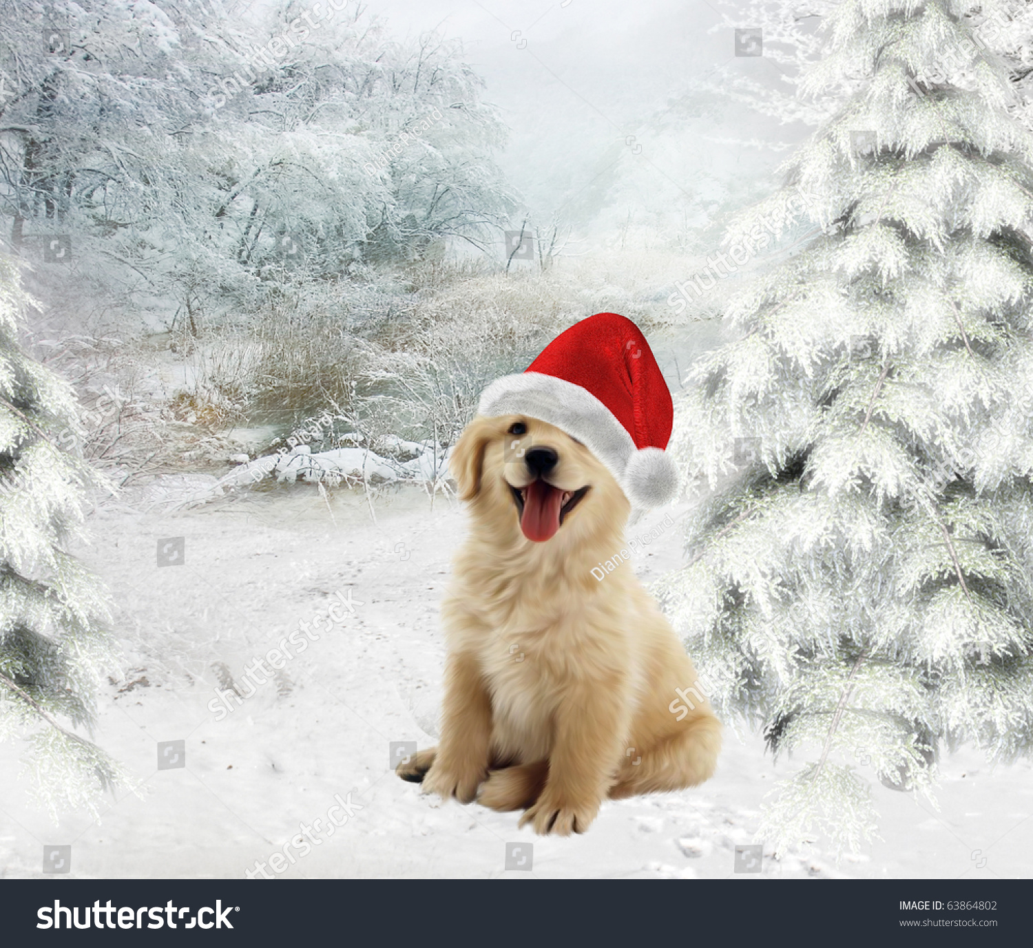 golden retriever with christmas hat