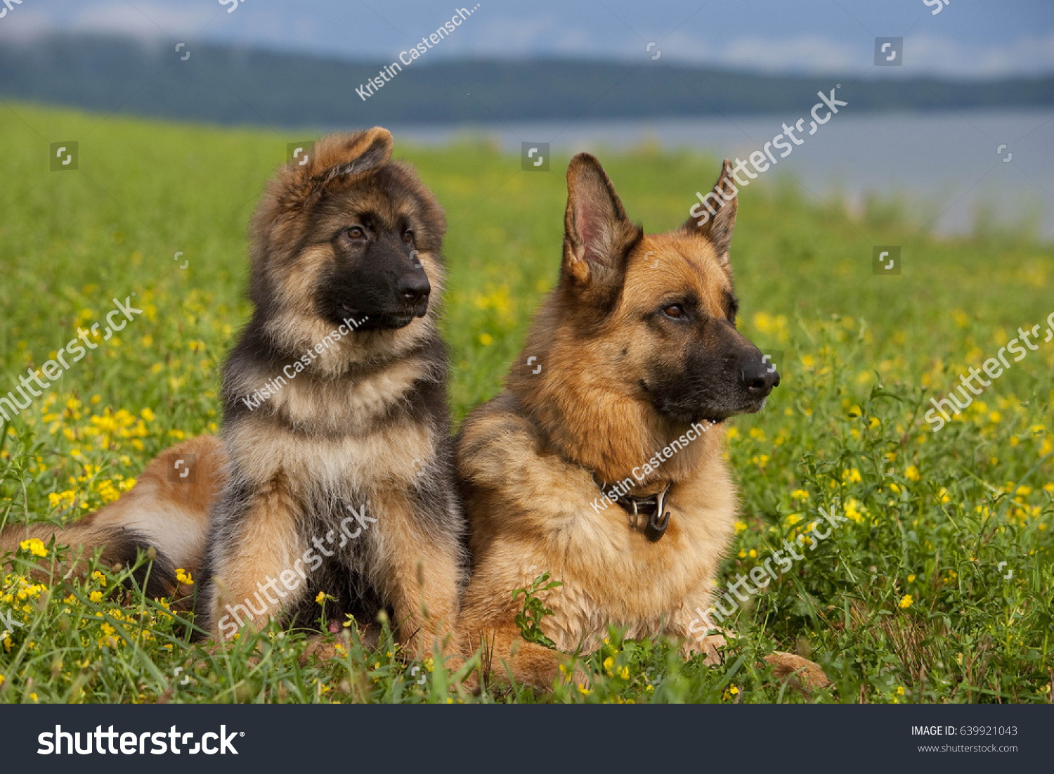 Породистые собаки немецкие овчарки