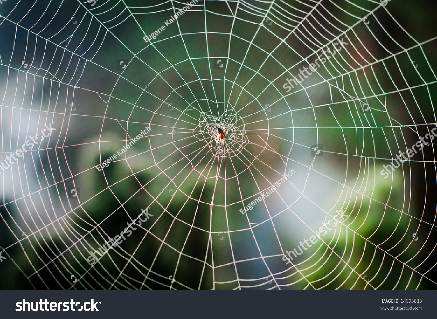 Паук сплел паутину как показано на рисунке. Спираль Фибоначчи паутина. Паутина логарифмическая спираль. Паутина паука спираль. Паутина паука эпейра.