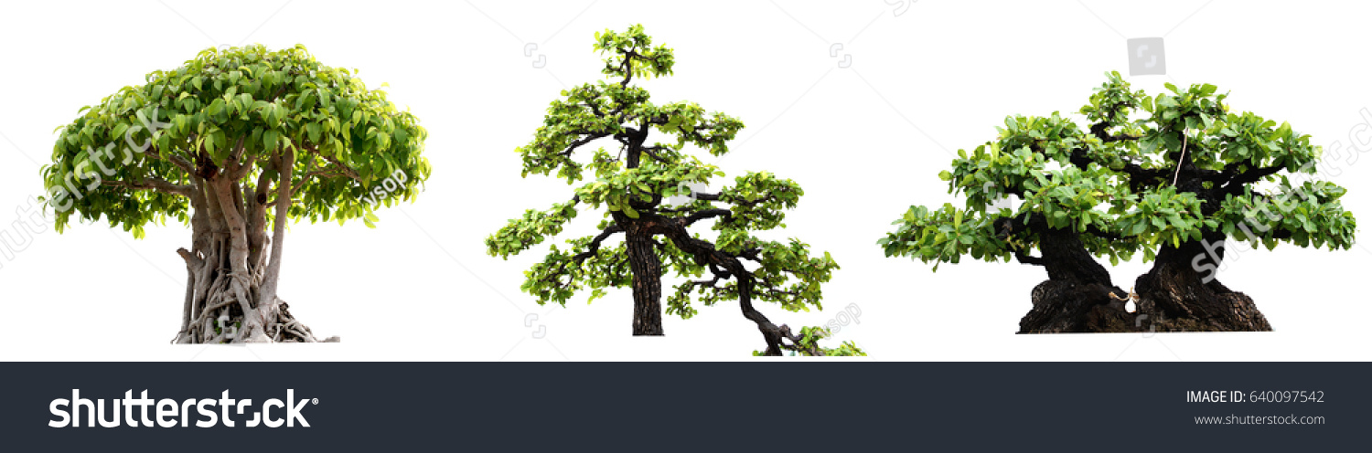 Group Tree Isolated On White Background Stock Photo 640097542 ...