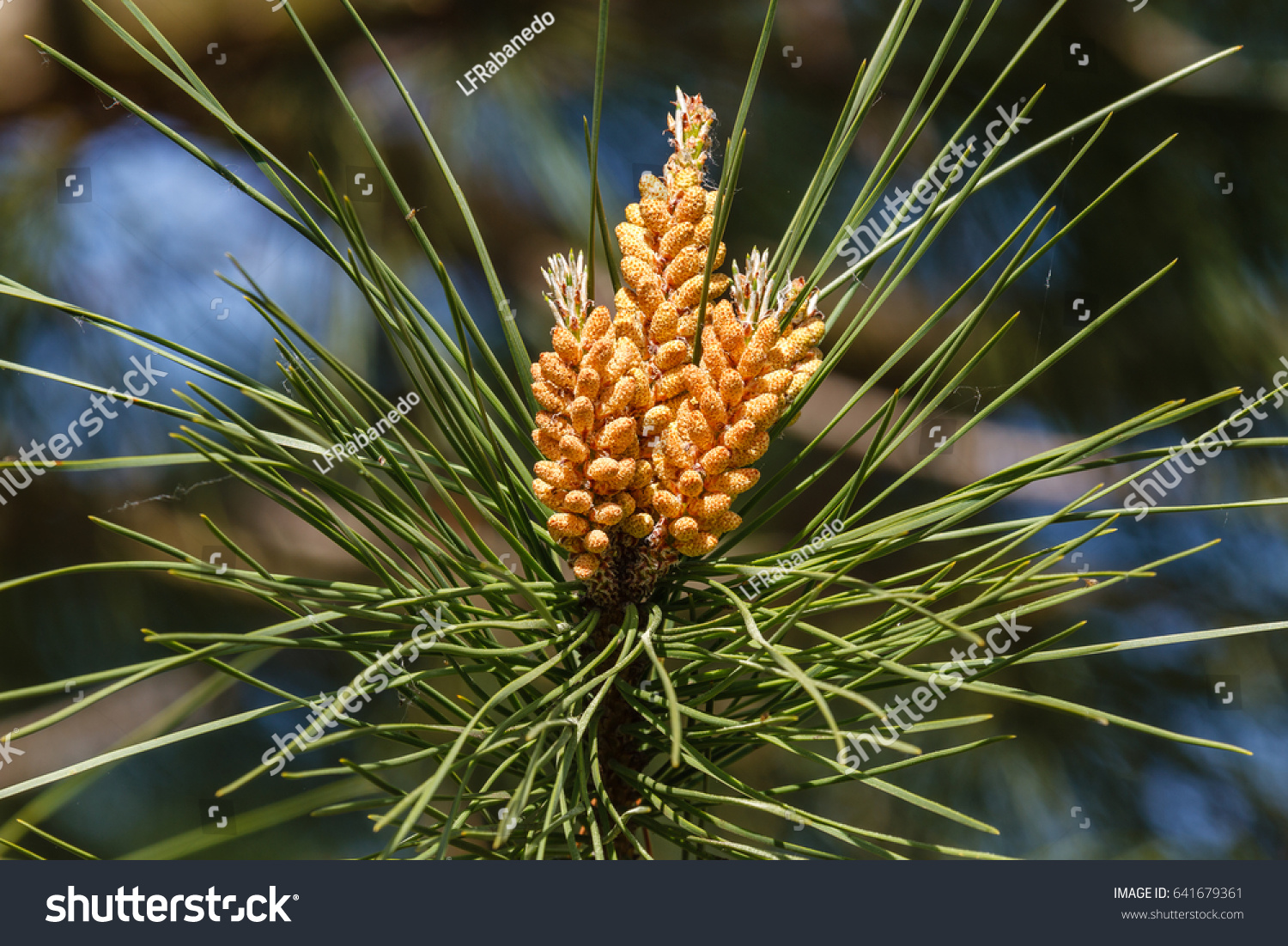 Pinus Pinea Male Inflorescences Stone Pine Stock Photo 641679361 ...