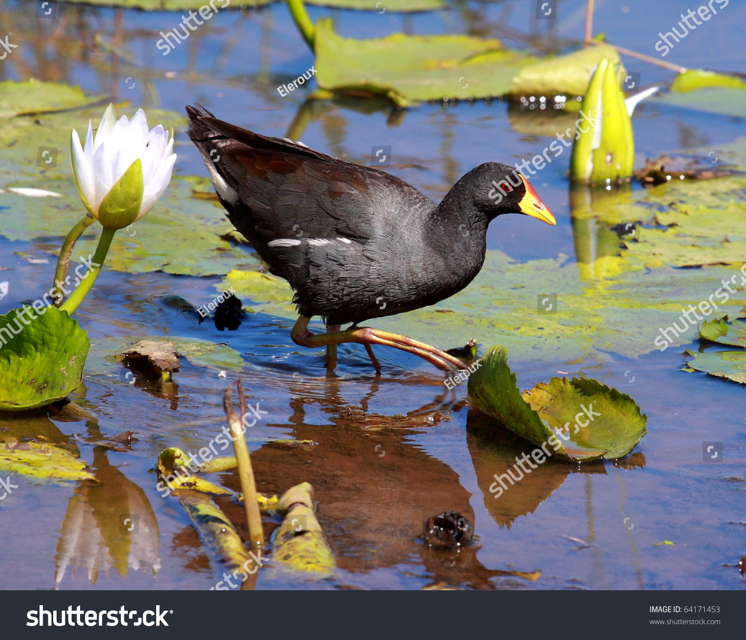 12 Lesser Moorhen Images, Stock Photos & Vectors | Shutterstock