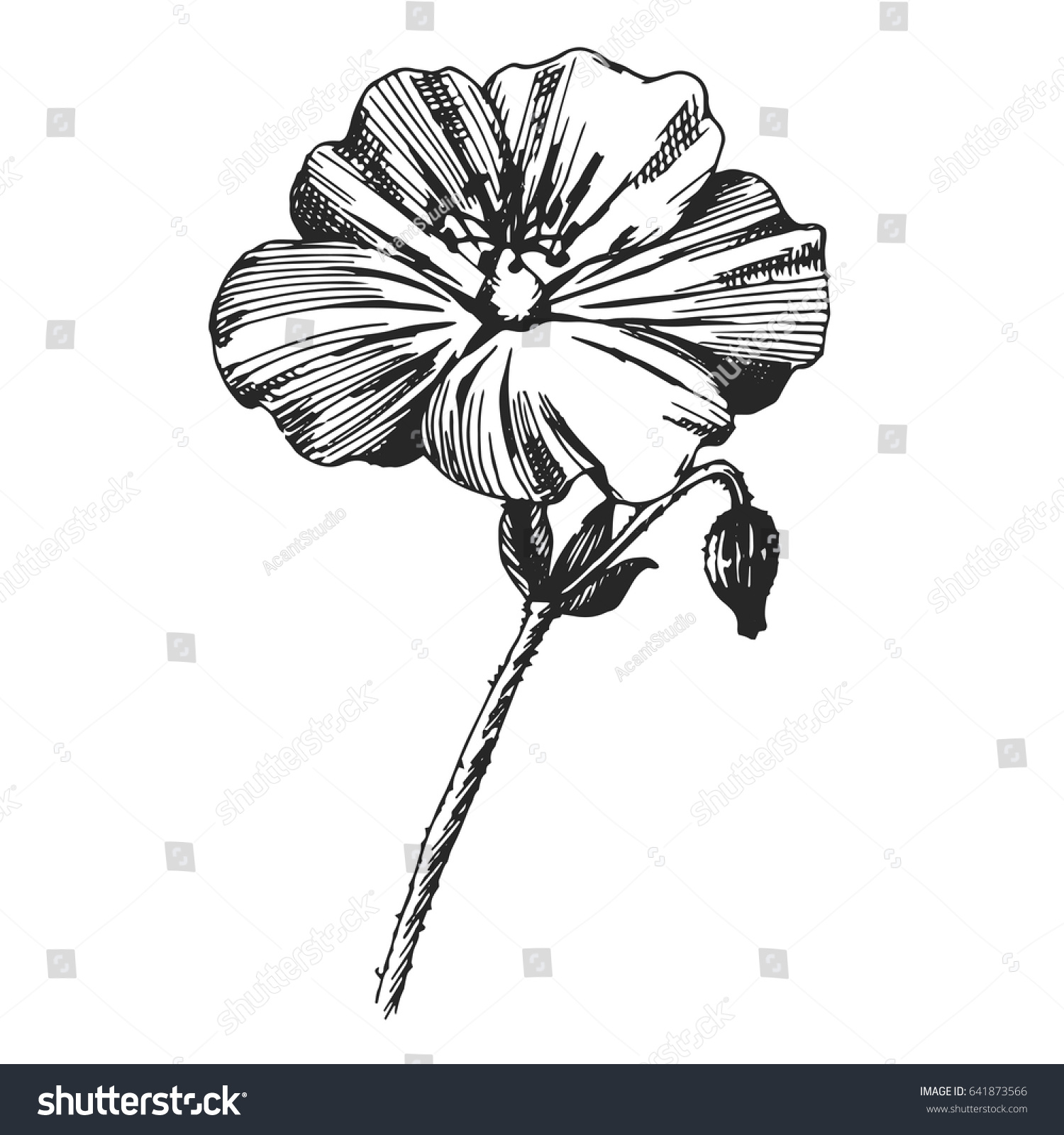 Geranium Rozanne Wild Flower Isolated Ink Stock Vector (Royalty Free ...