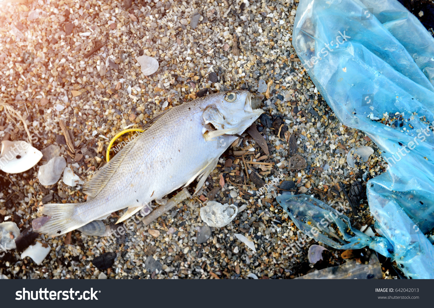 3,228 Dead Fish Plastic Images, Stock Photos & Vectors 