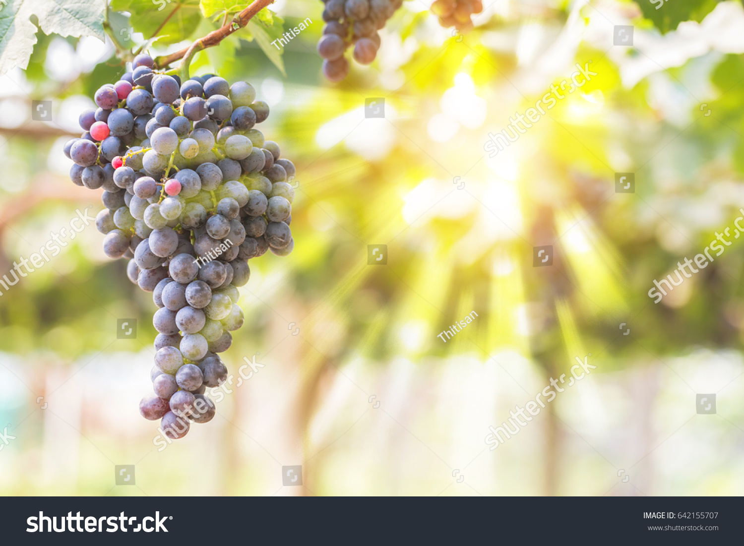 Vineyards Sunset Autumn Harvest Ripe Grapes Foto De Stock 642155707