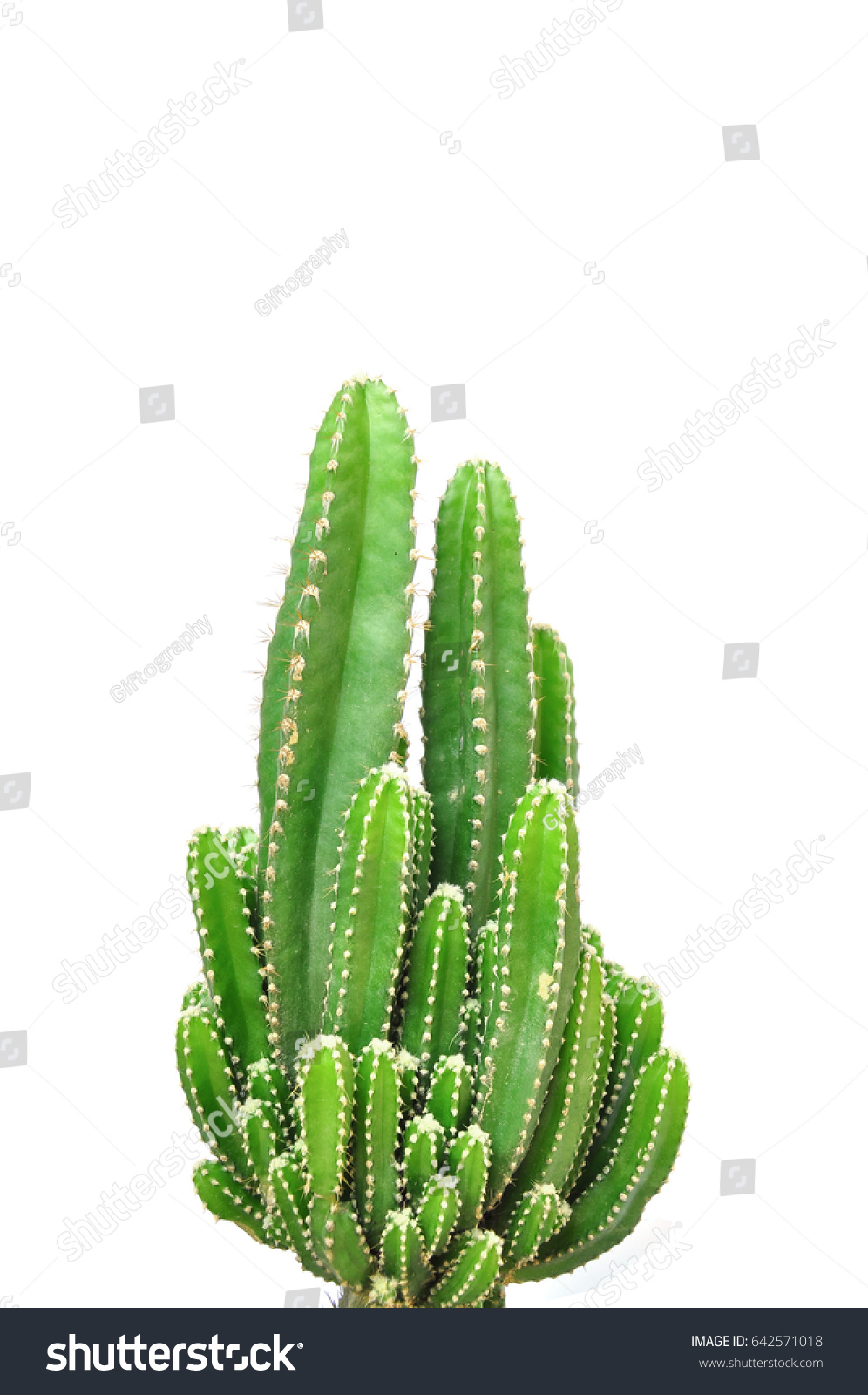 Cactus Isolated On White Background Stock Photo 642571018 | Shutterstock