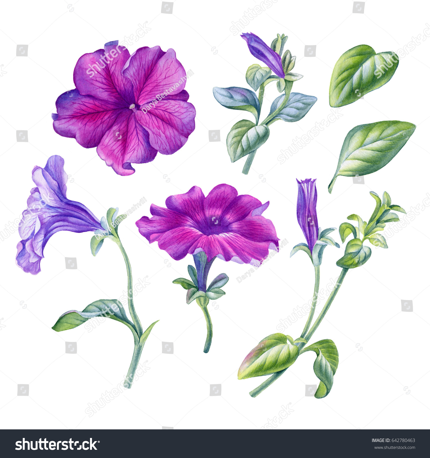 Watercolor Hand Painted Petunia Flower Be Stock Illustration 642780463 ...