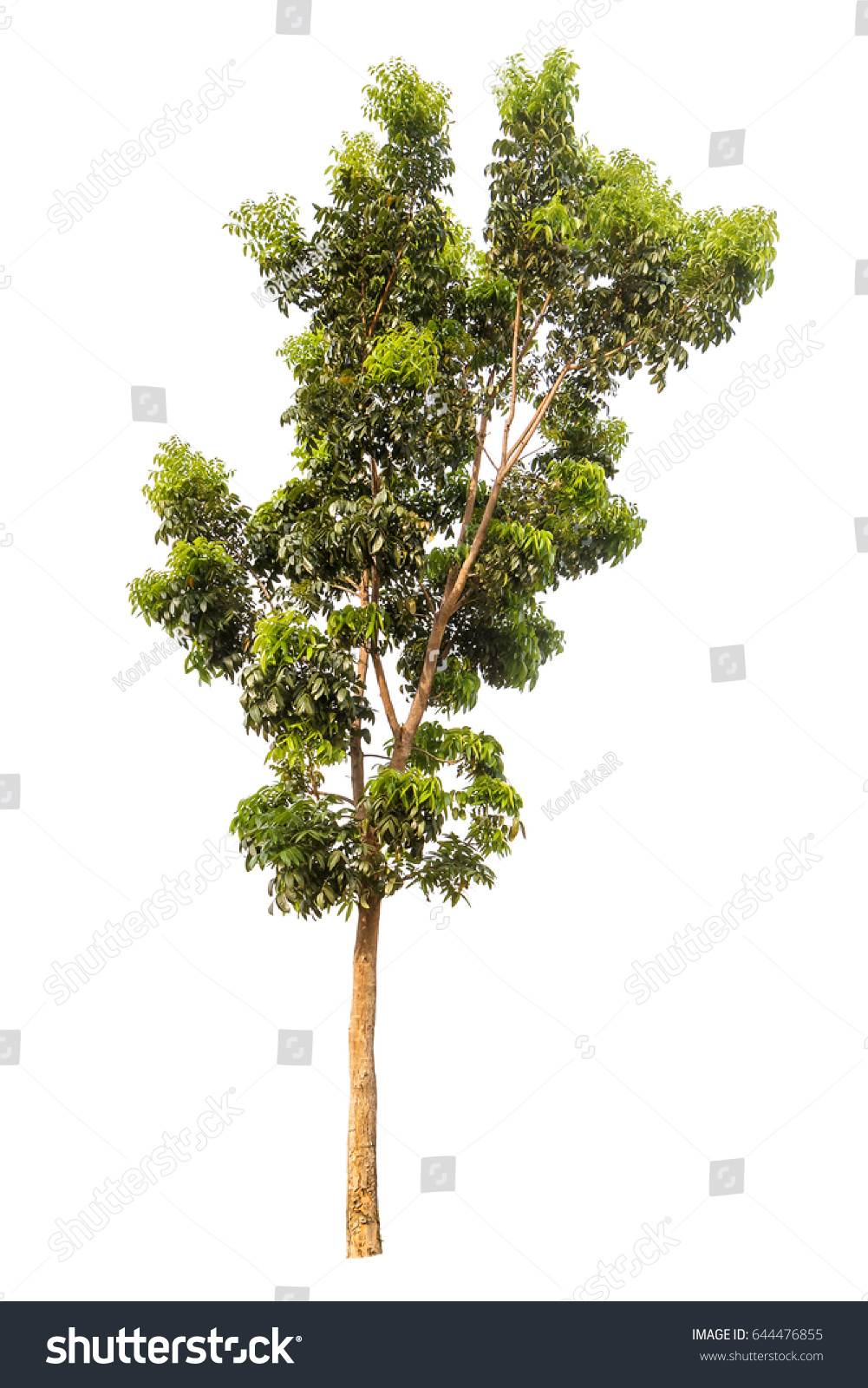 Big Tree Isolated On White Background Stock Photo 644476855 | Shutterstock