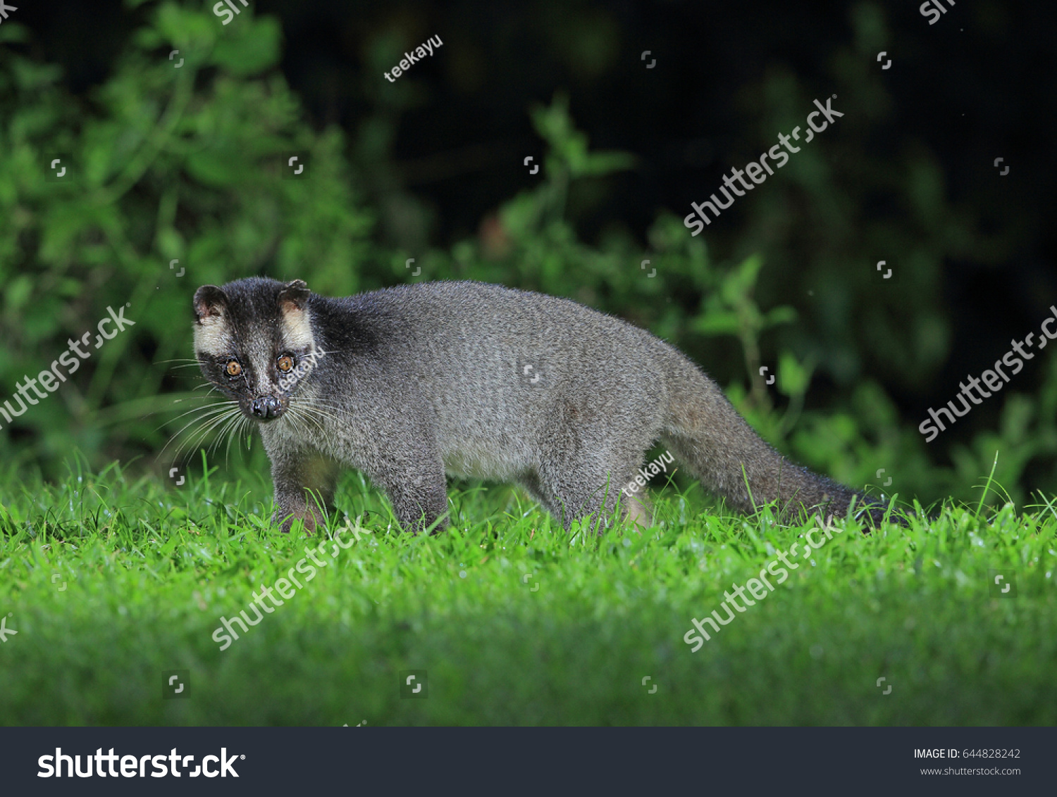 Masked Palm Civet Stock Photo 644828242 | Shutterstock