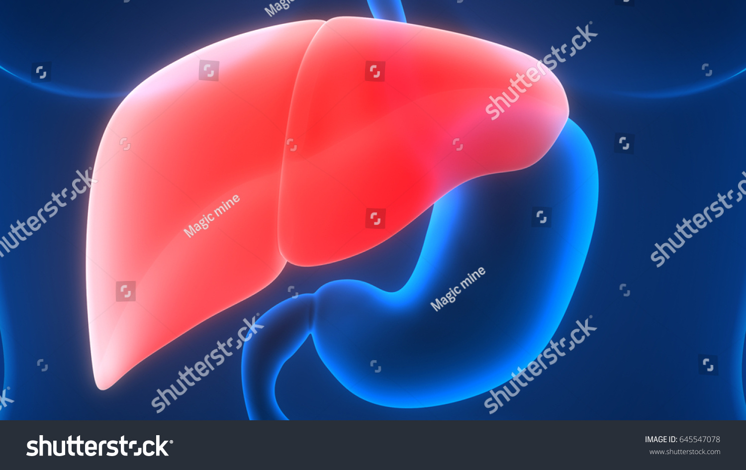 Human Body Organs Anatomy Liver 3d Stock Illustration 645547078 ...