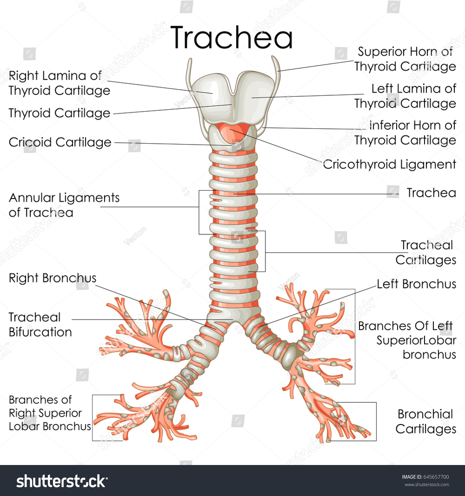 trachea