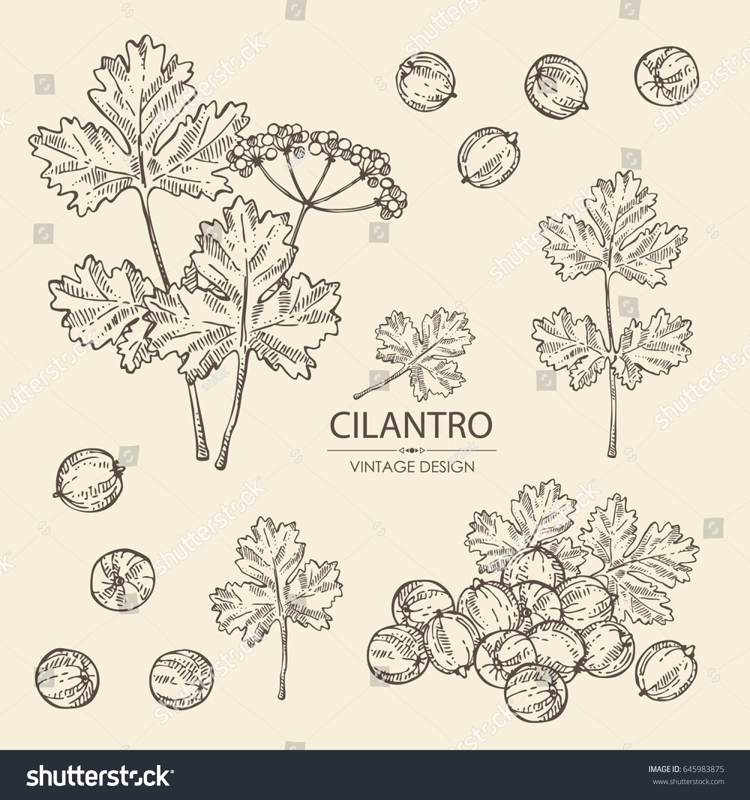 Collection Coriander Cilantro Seeds Leaves Vector Stock Vector (Royalty ...