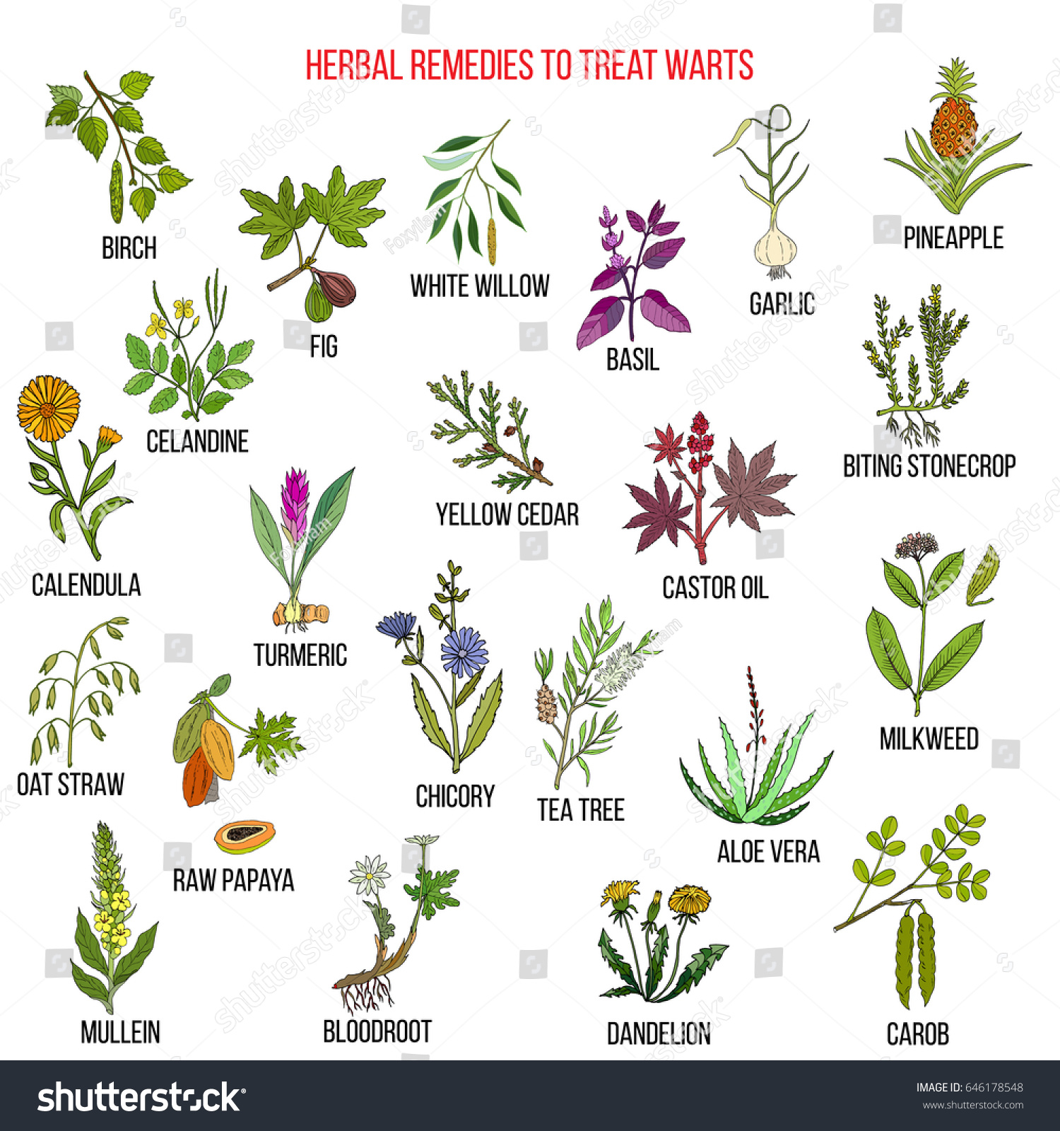 Best Herbal Remedies Treat Warts Hand Stock Vector (Royalty Free ...