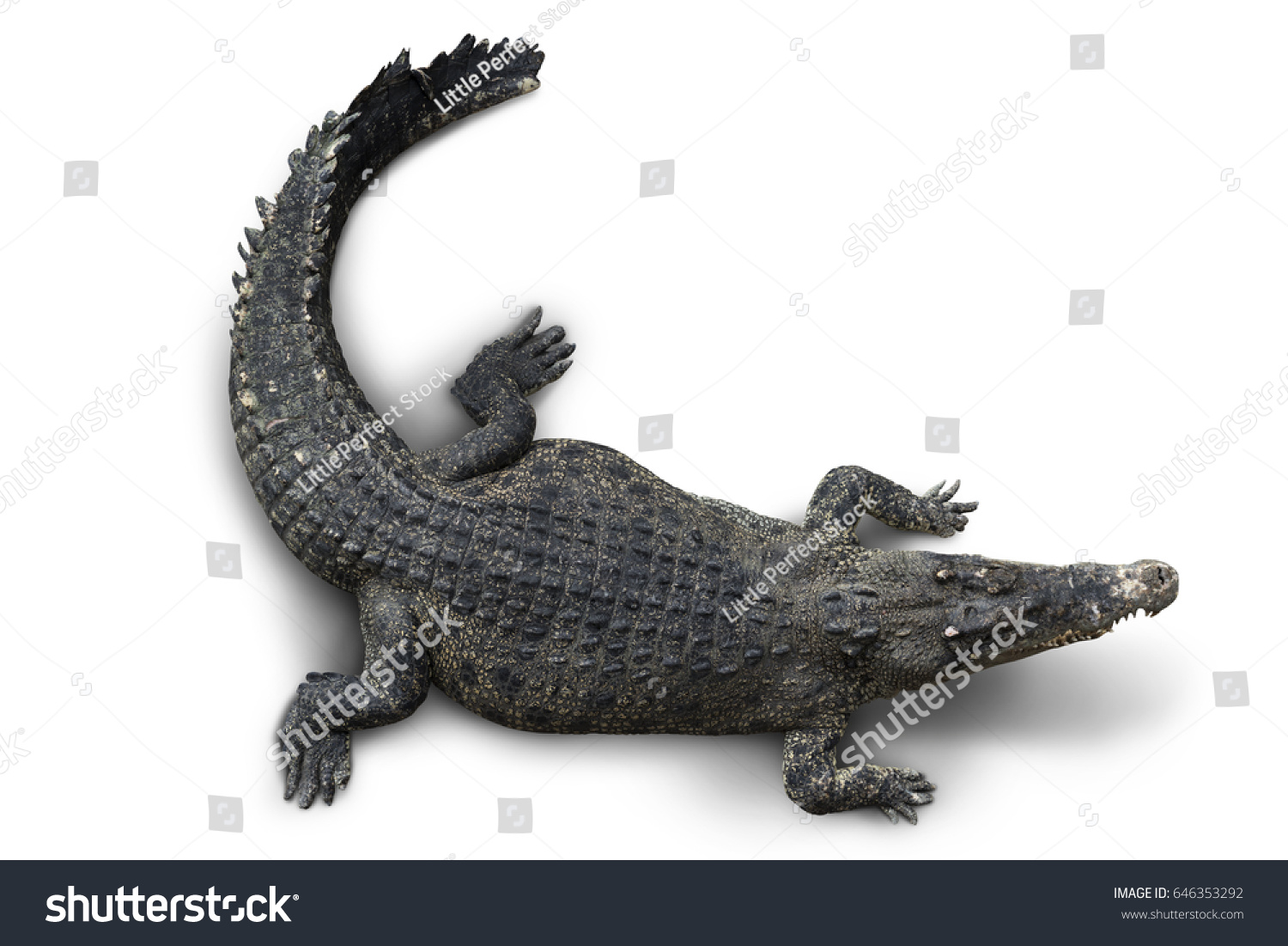 Top View Crocodile High Definetion On Stock Photo 646353292 | Shutterstock