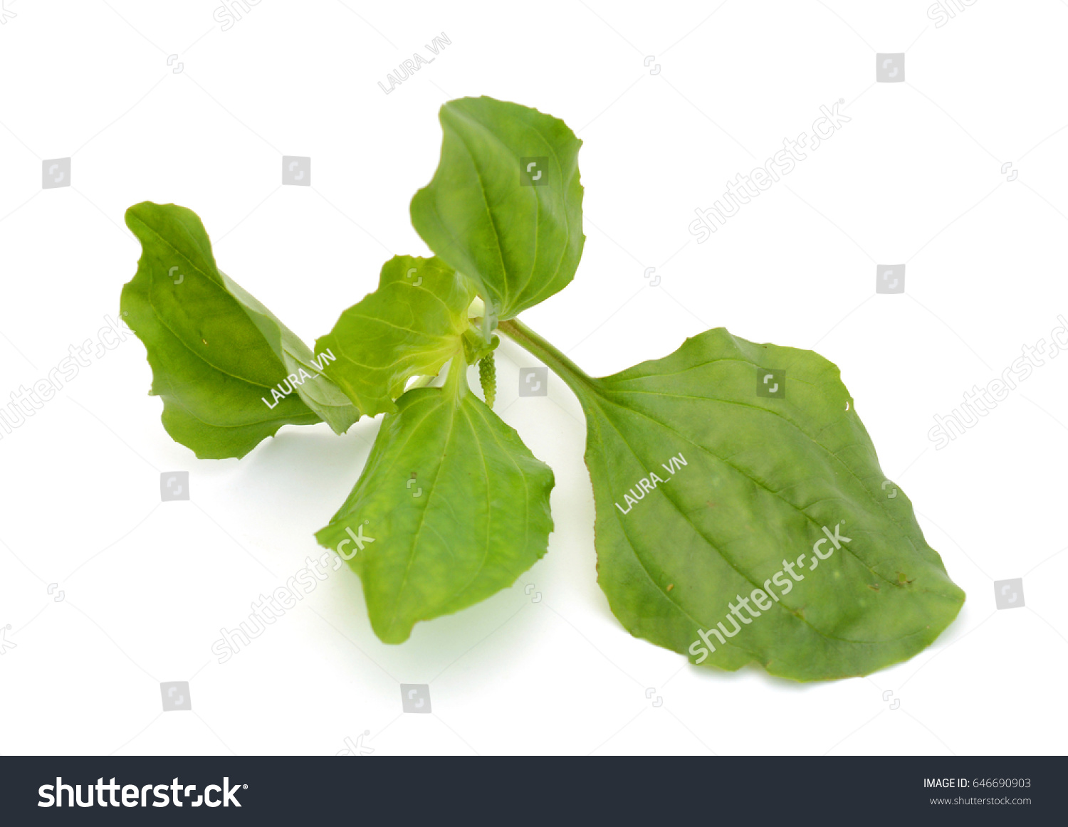 Plantago Major Leaves Isolated On White Stock Photo 646690903 ...