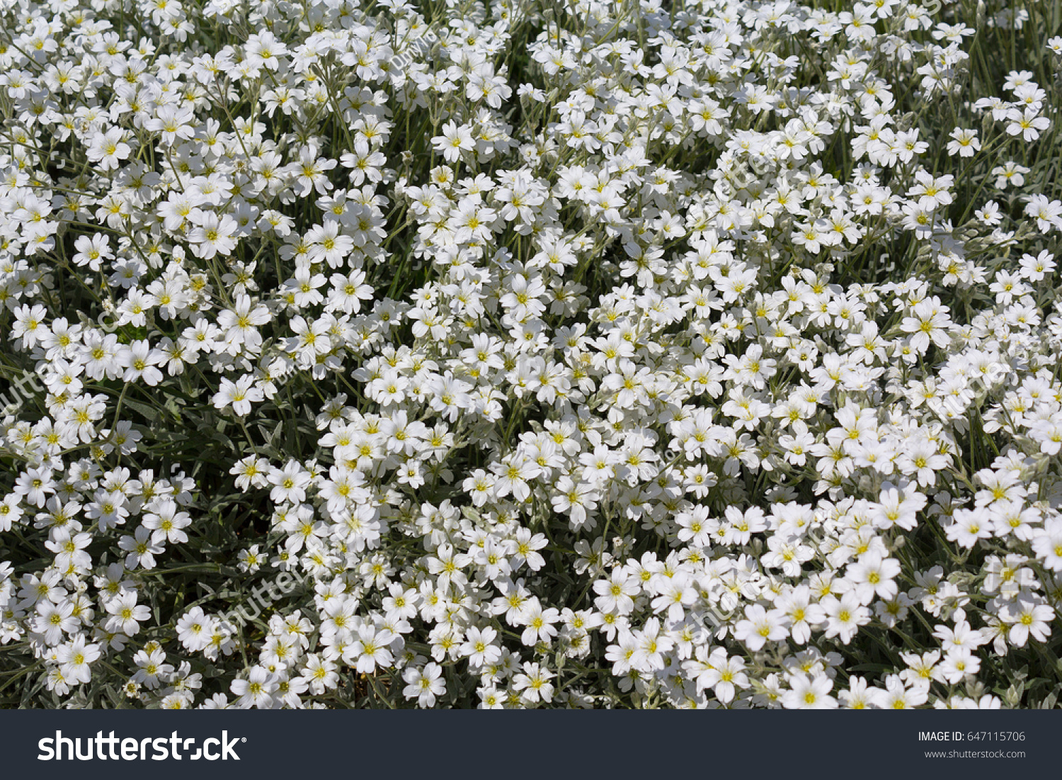 Boreal Chickweed