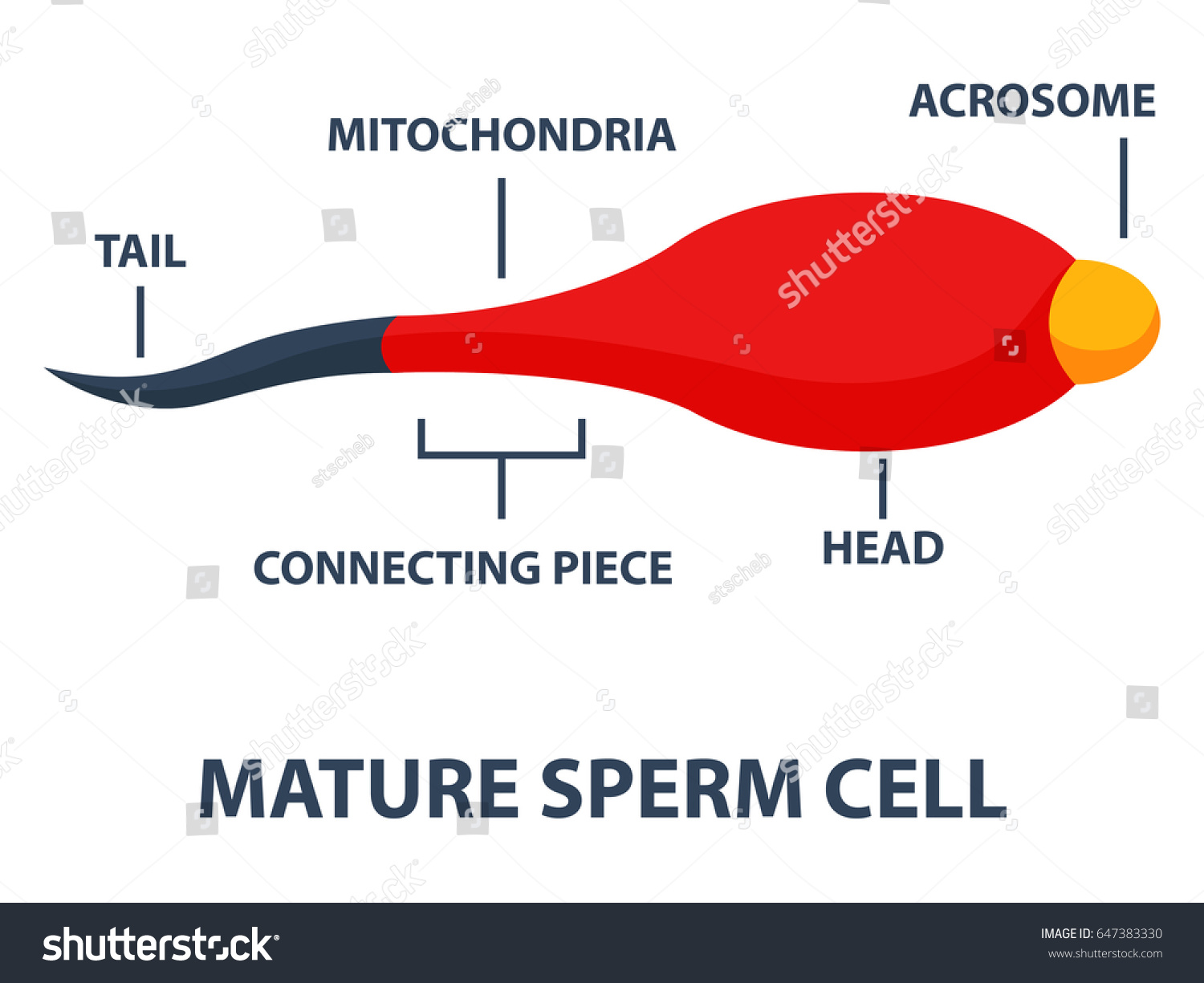 Mature Drink Sperm