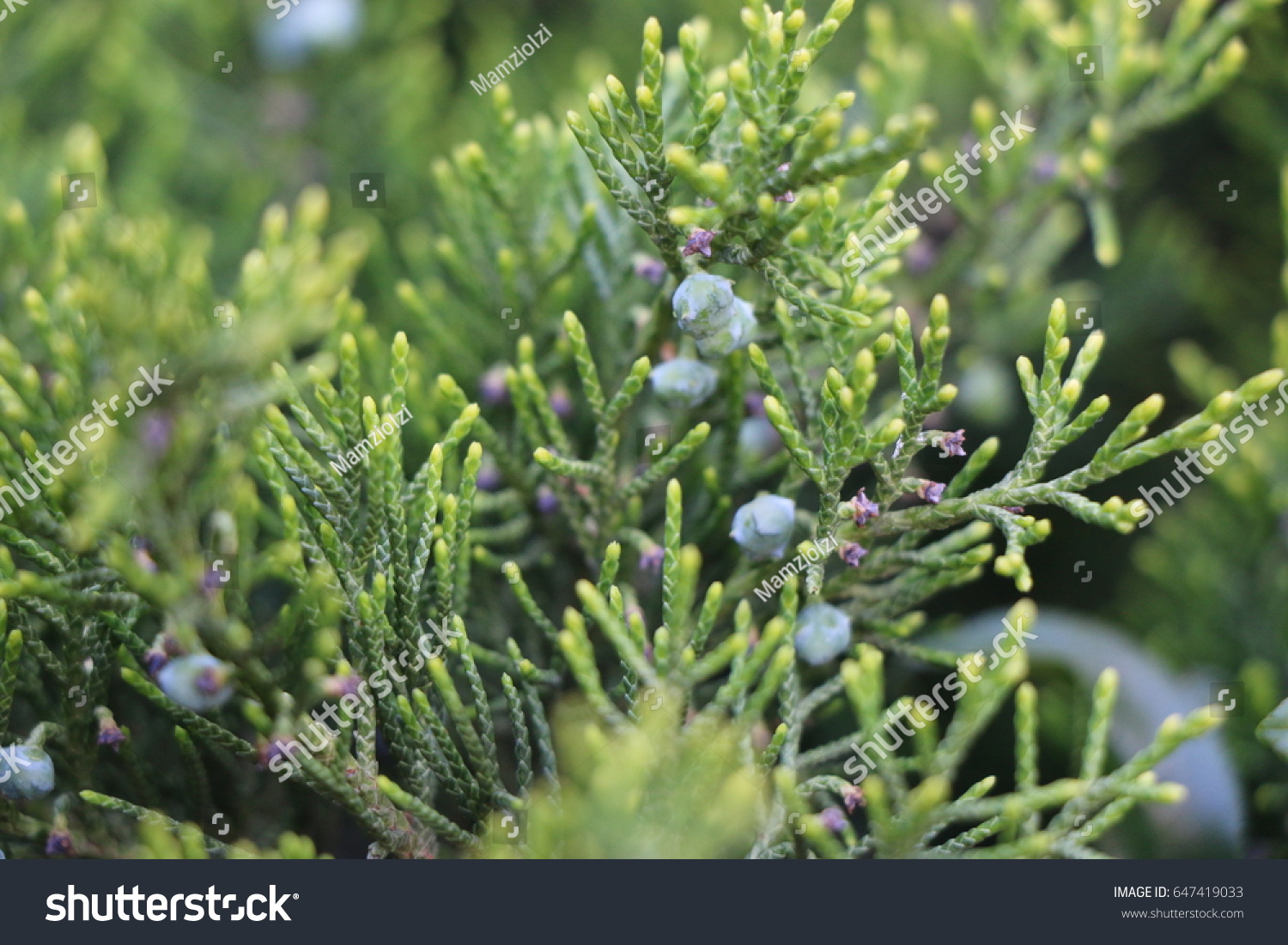 Evergreen Needles Young Cypress Texture Closeup Stock Photo 647419033 ...