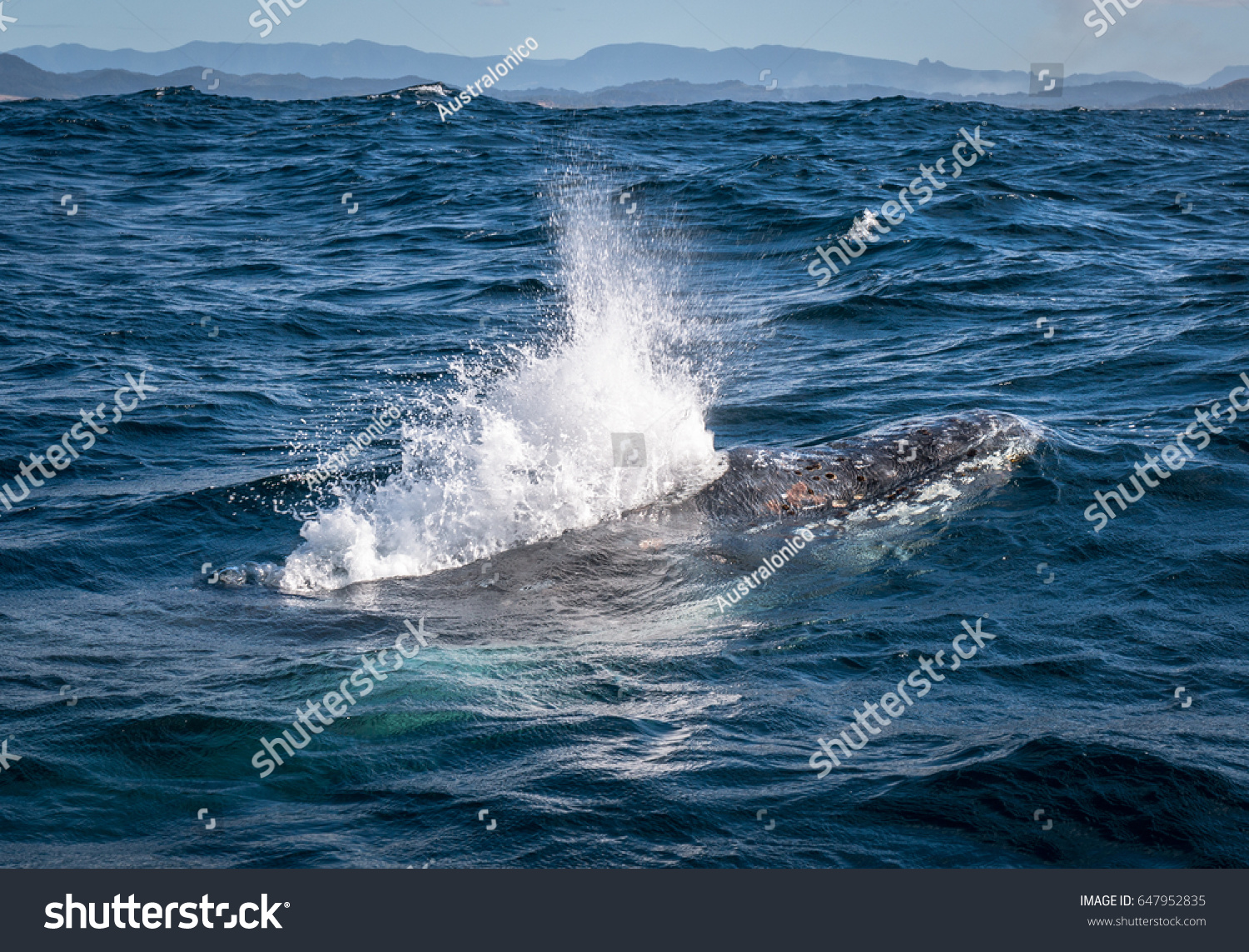 Humpback Whale Blowing Water Air Stock Photo 647952835 | Shutterstock