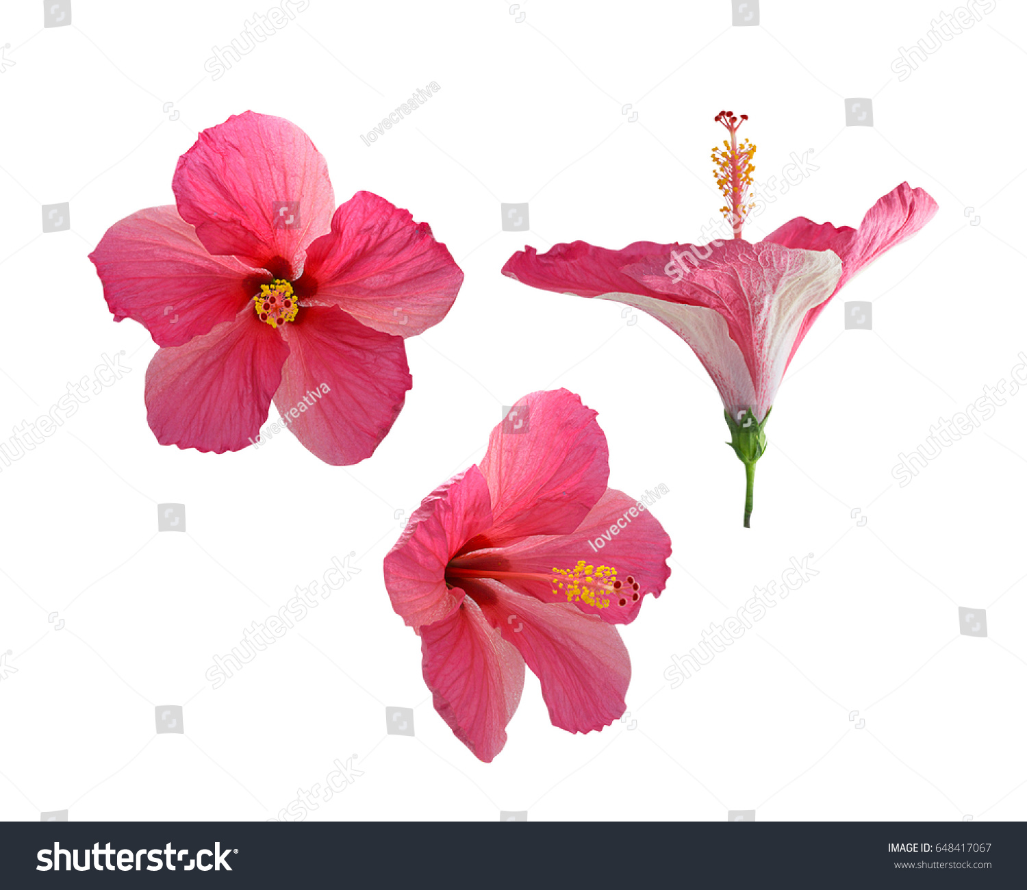 Pink Hibiscus Isolated On White Background Stock Photo Shutterstock