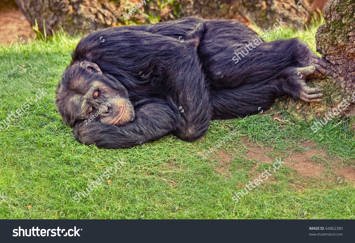 Шимпанзе лежит на спине