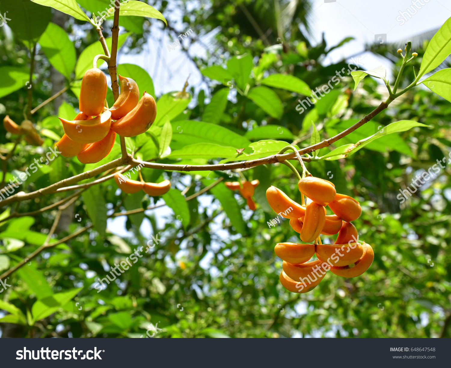 Beautiful Fruits Tabernaemontana Alternifolia Apocynaceae Synonym Stock