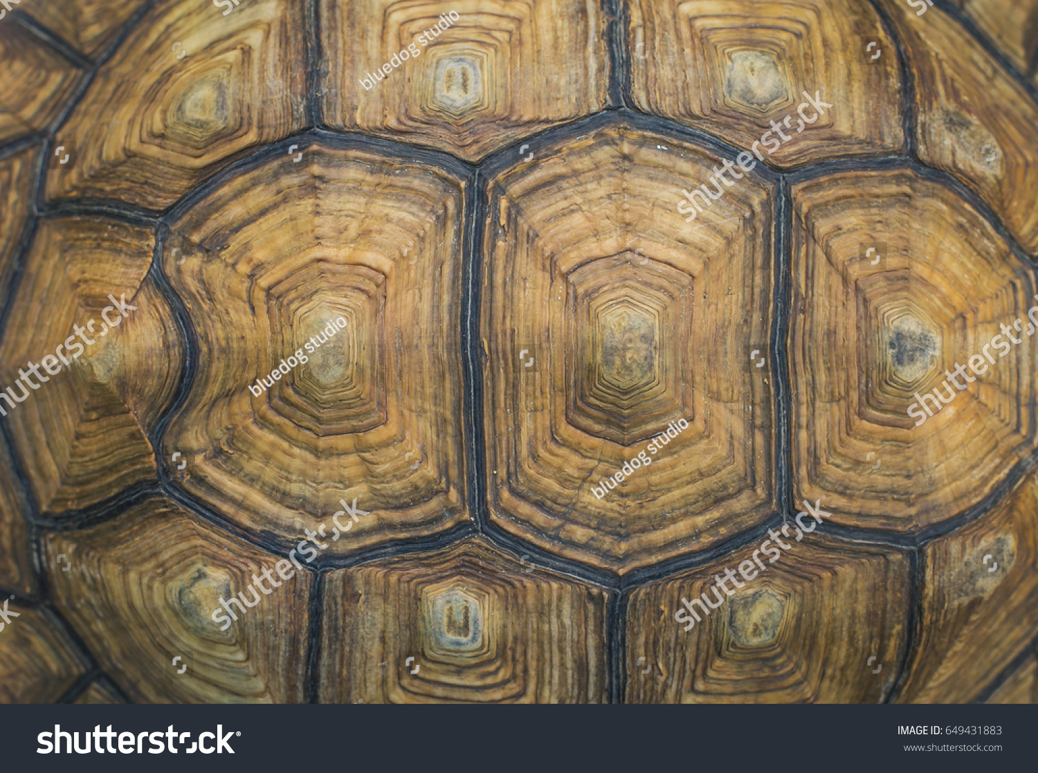 Portrait Giant Tortoise Close Stock Photo 649431883 | Shutterstock