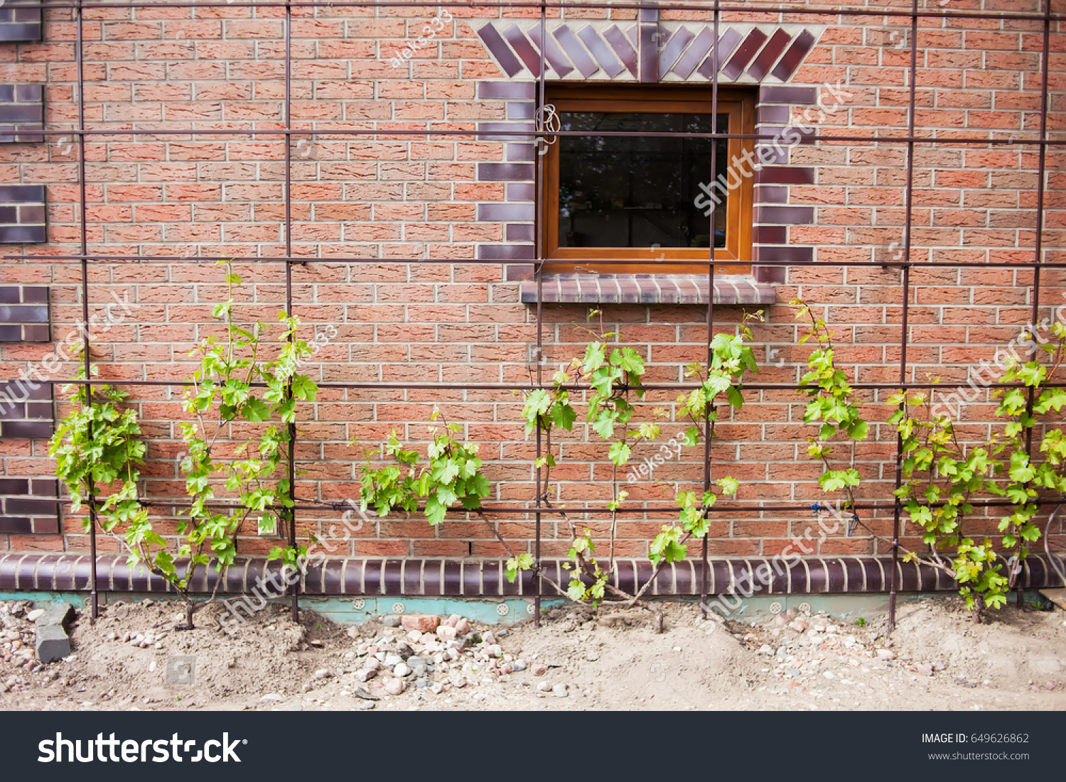 Виноград около стены дома