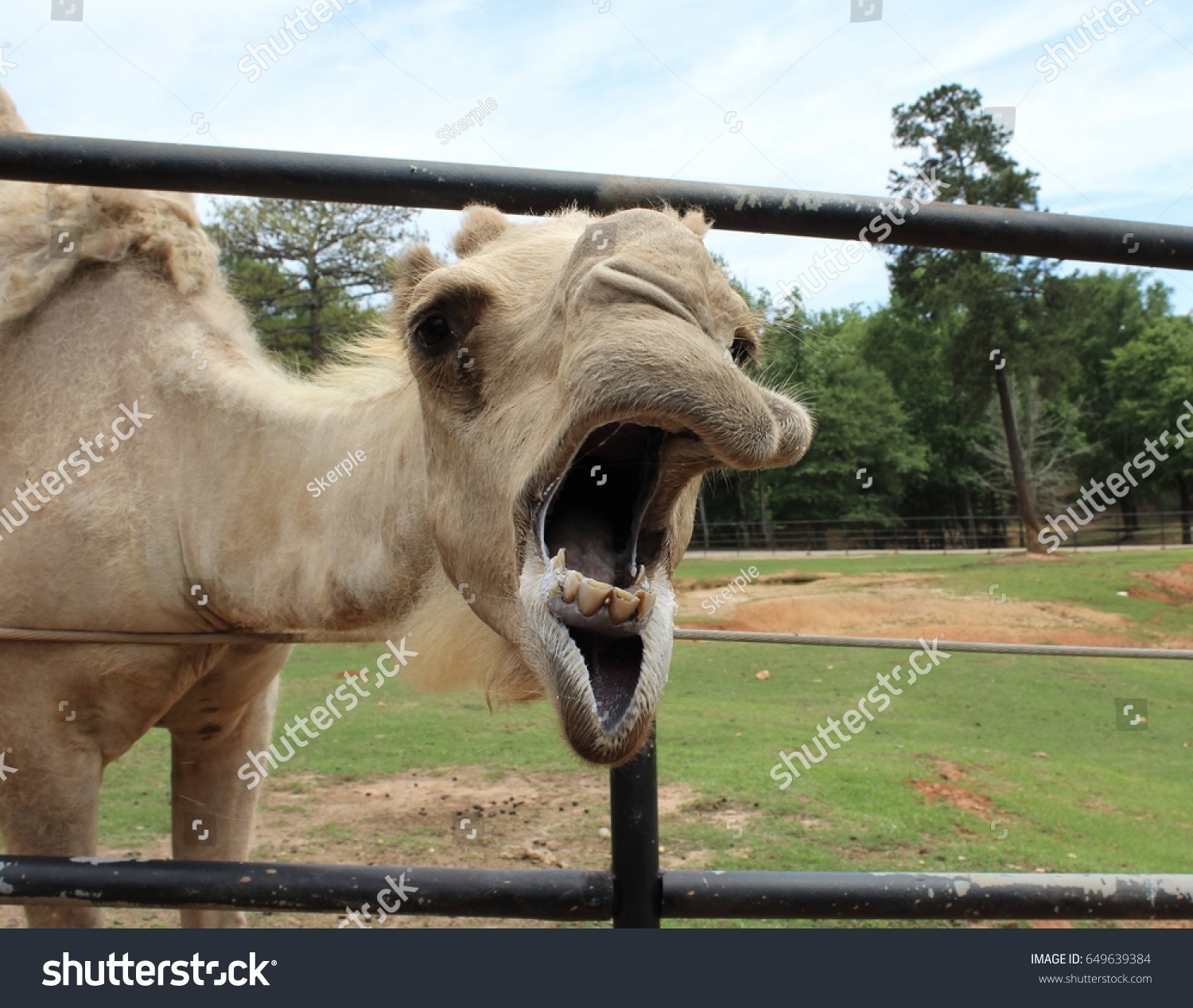 Camel Mouth Open Stock Photo 649639384 Shutterstock