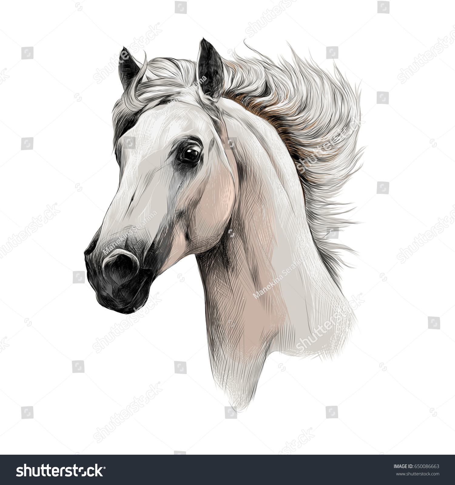 Портрет лошади на белом фоне