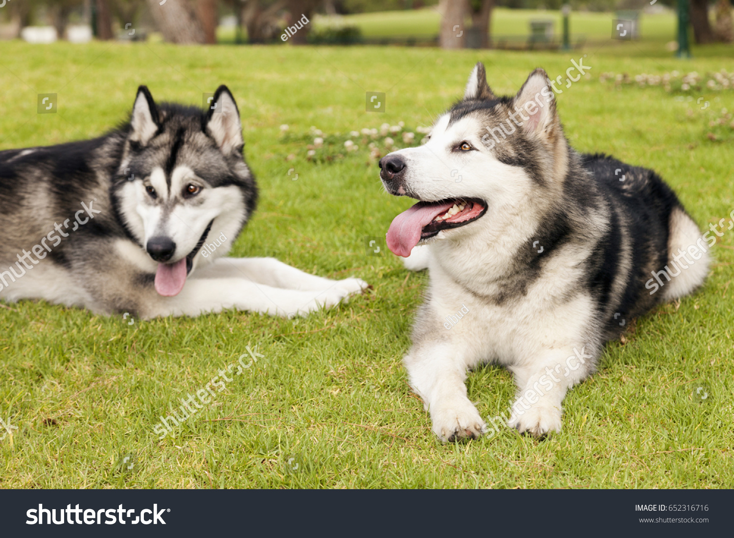 how much should i feed a adult female alaskan malamute