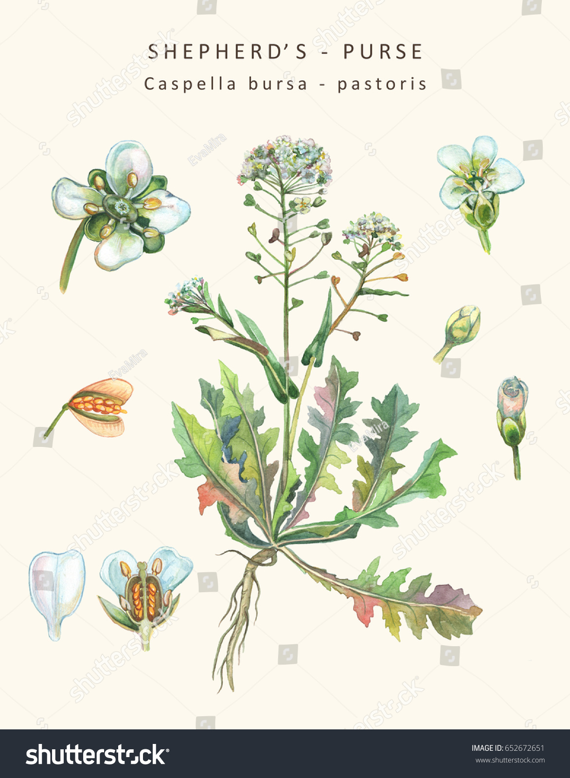 Capsella Bursa-pastoris Ботанический рисунок