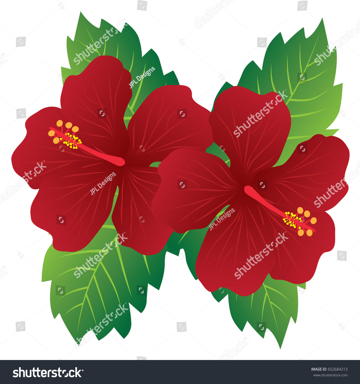 Malaysia National Flower Red Hibiscus Flowers Stock Vector Royalty Free Shutterstock