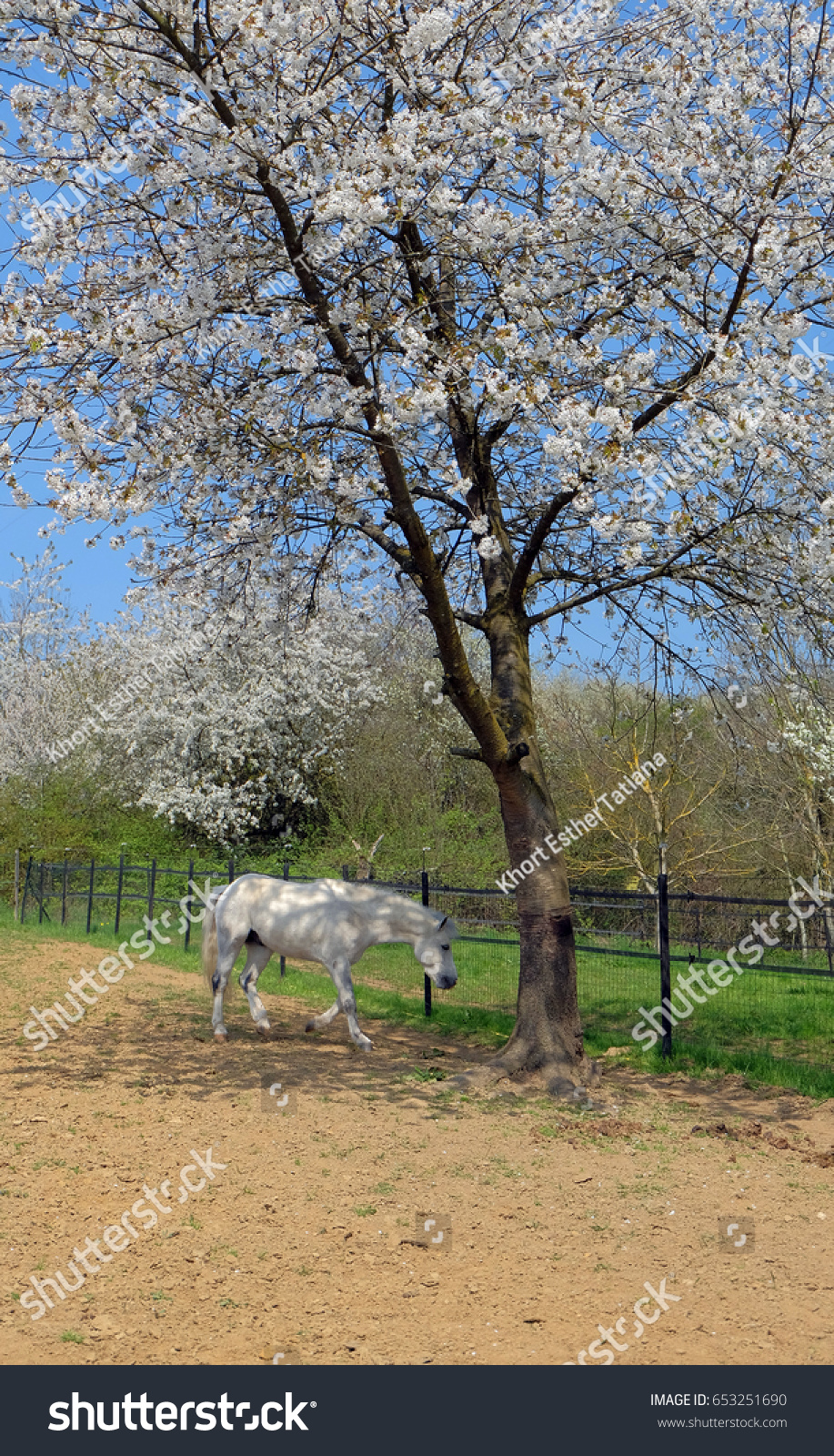 Gray Pony Under Blooming Apple Tree Stock Photo Shutterstock