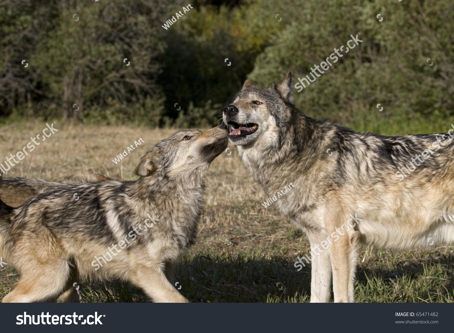 Young Gray Wolf Displays Affection Older Stock Photo 65471482 ...