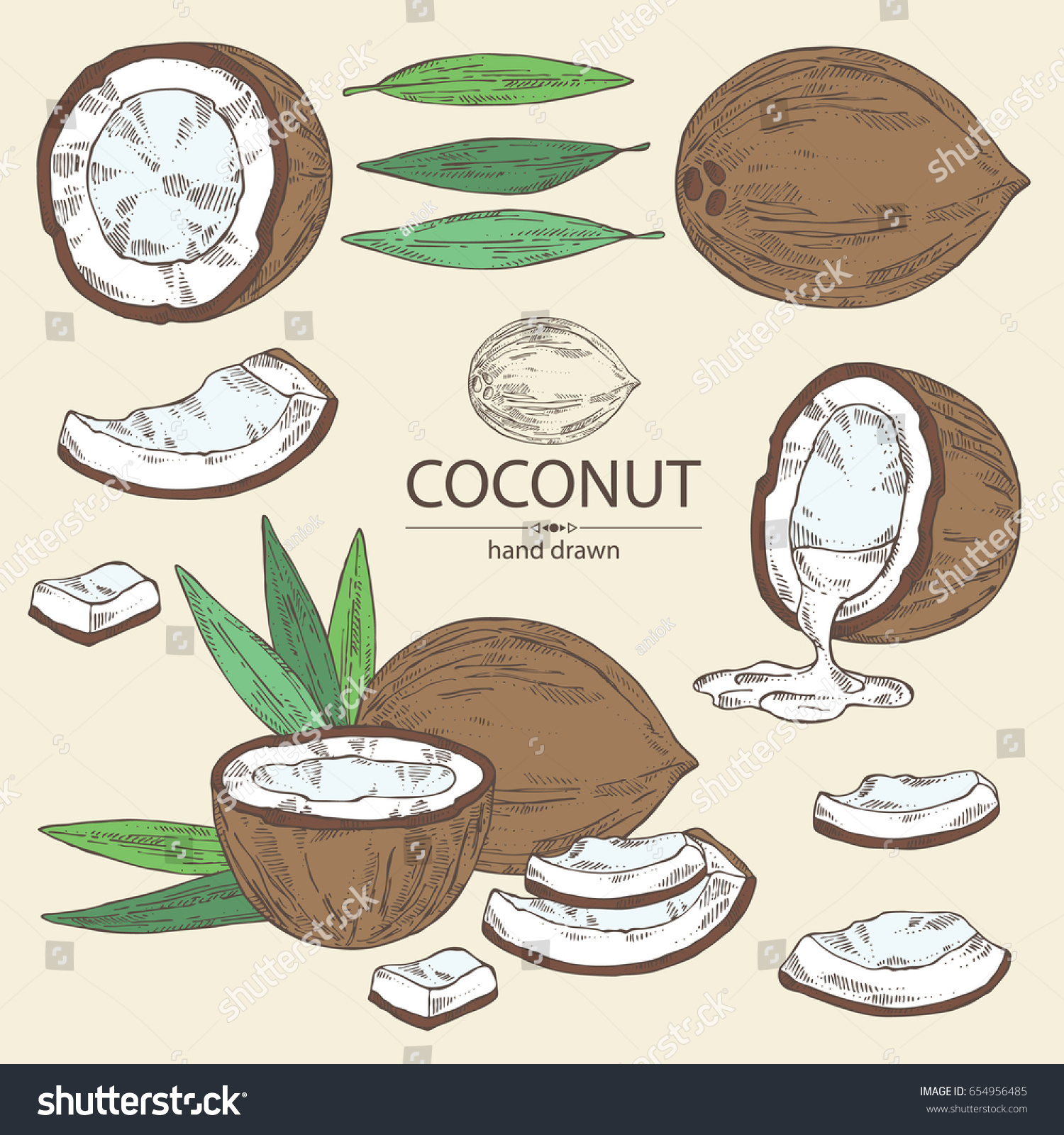 Collection Coconut Coconut Pulp Leaves Vector Stock Vector (Royalty ...