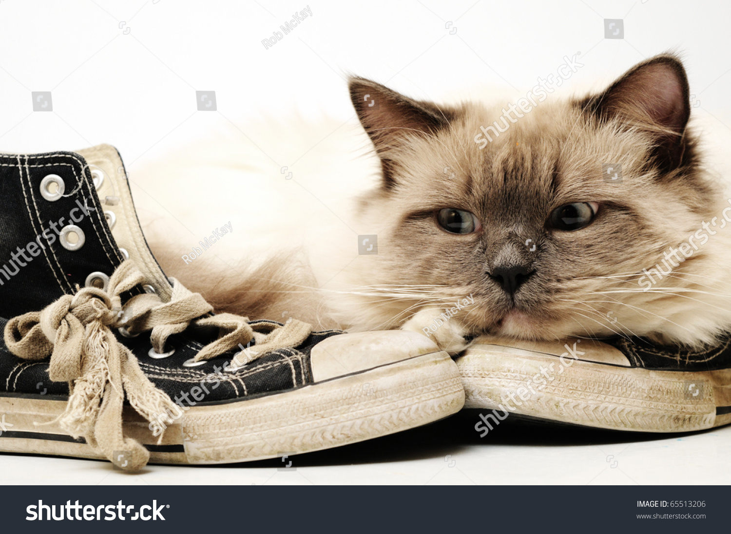 Кошка в туфлях