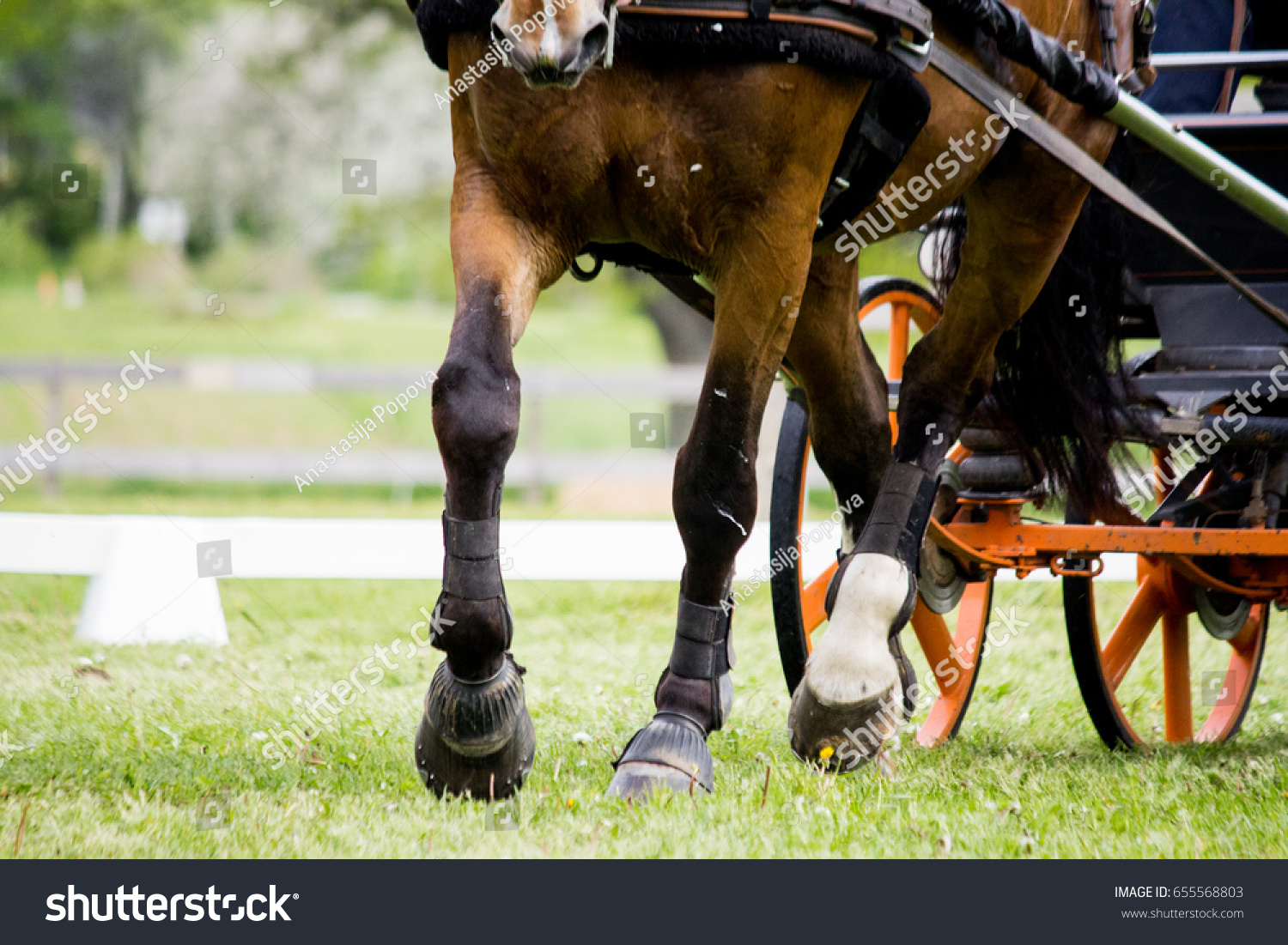 Close Horse Pulling Carriage Field Summer Stock Photo 655568803 ...