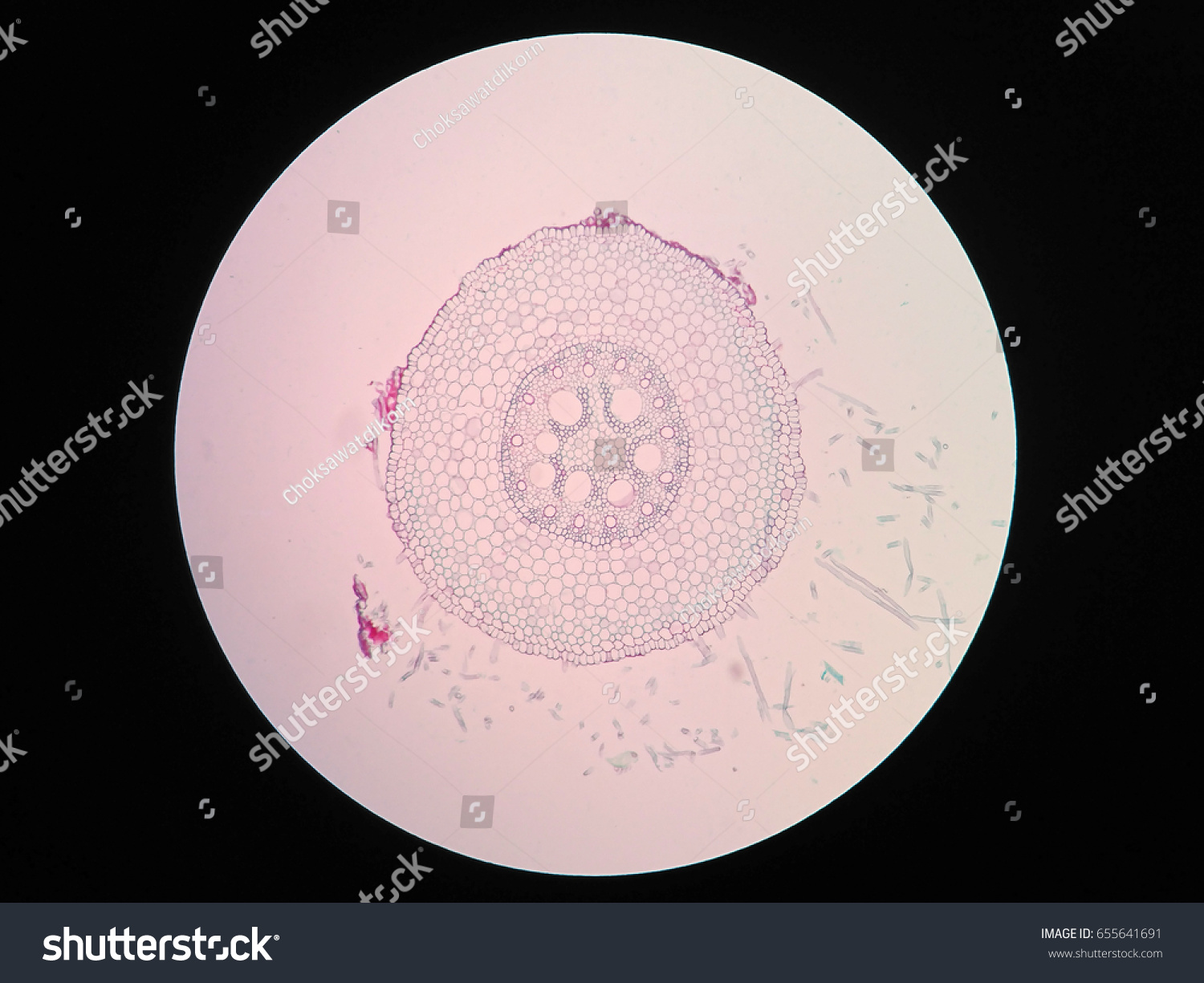 Cross Sections Plant Root Under Microscope Stock Photo 655641691 ...