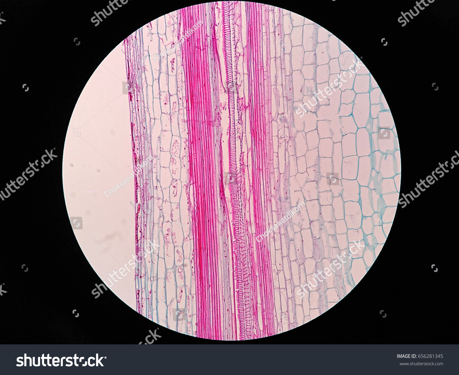 Plant Stem Long Section Under Microscope Stock Photo 656281345 ...