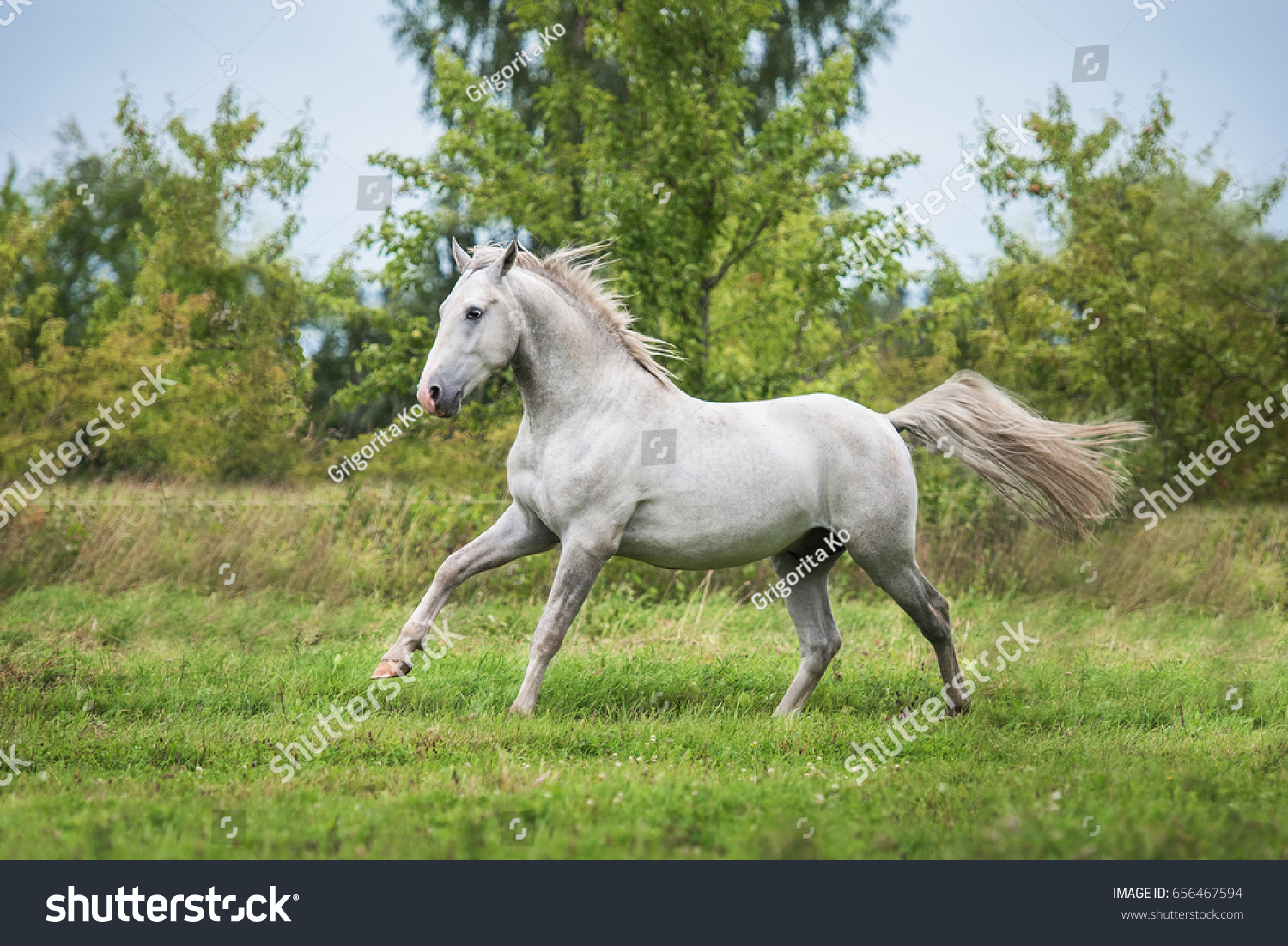 Beautiful Lipizzaner Stallion Running On Field Stock Photo 656467594 ...