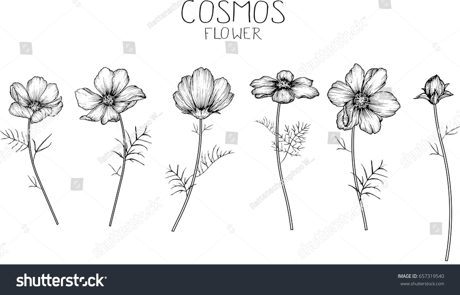 Cosmos Flowers Drawing Sketch Lineart On: Vector có sẵn (miễn phí bản