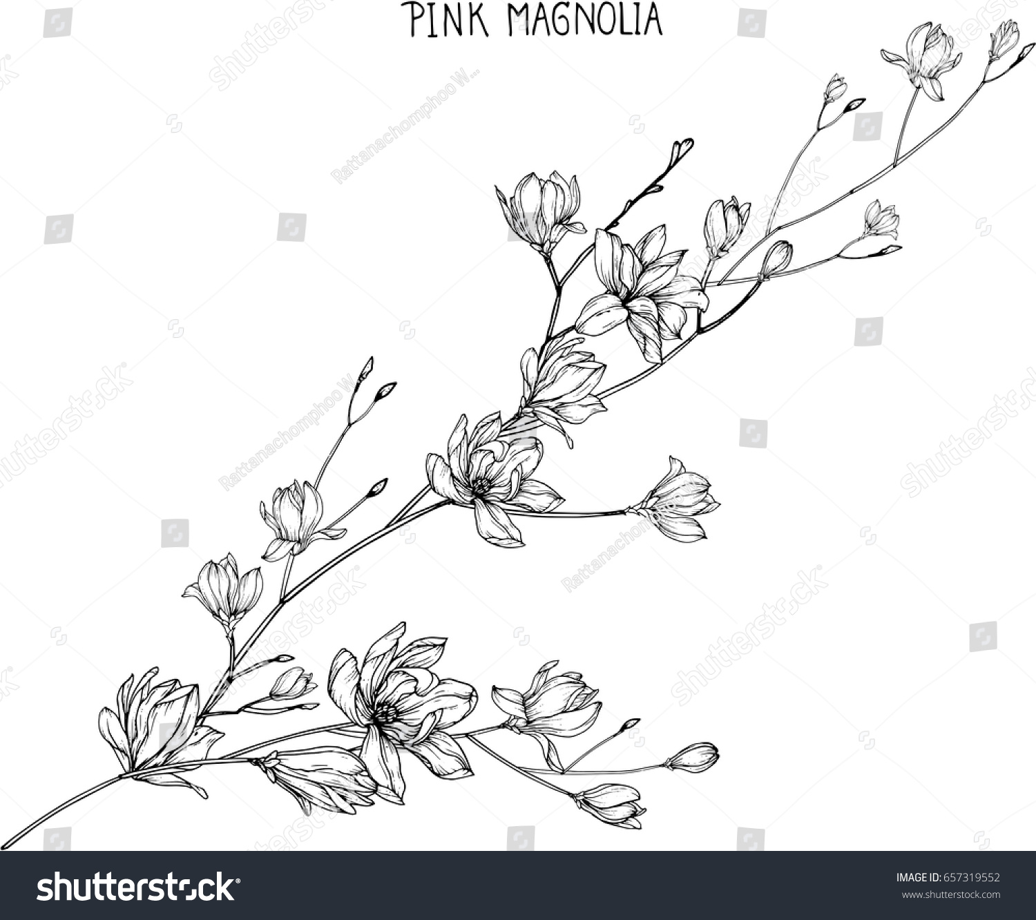 pink magnolia blossom drawing