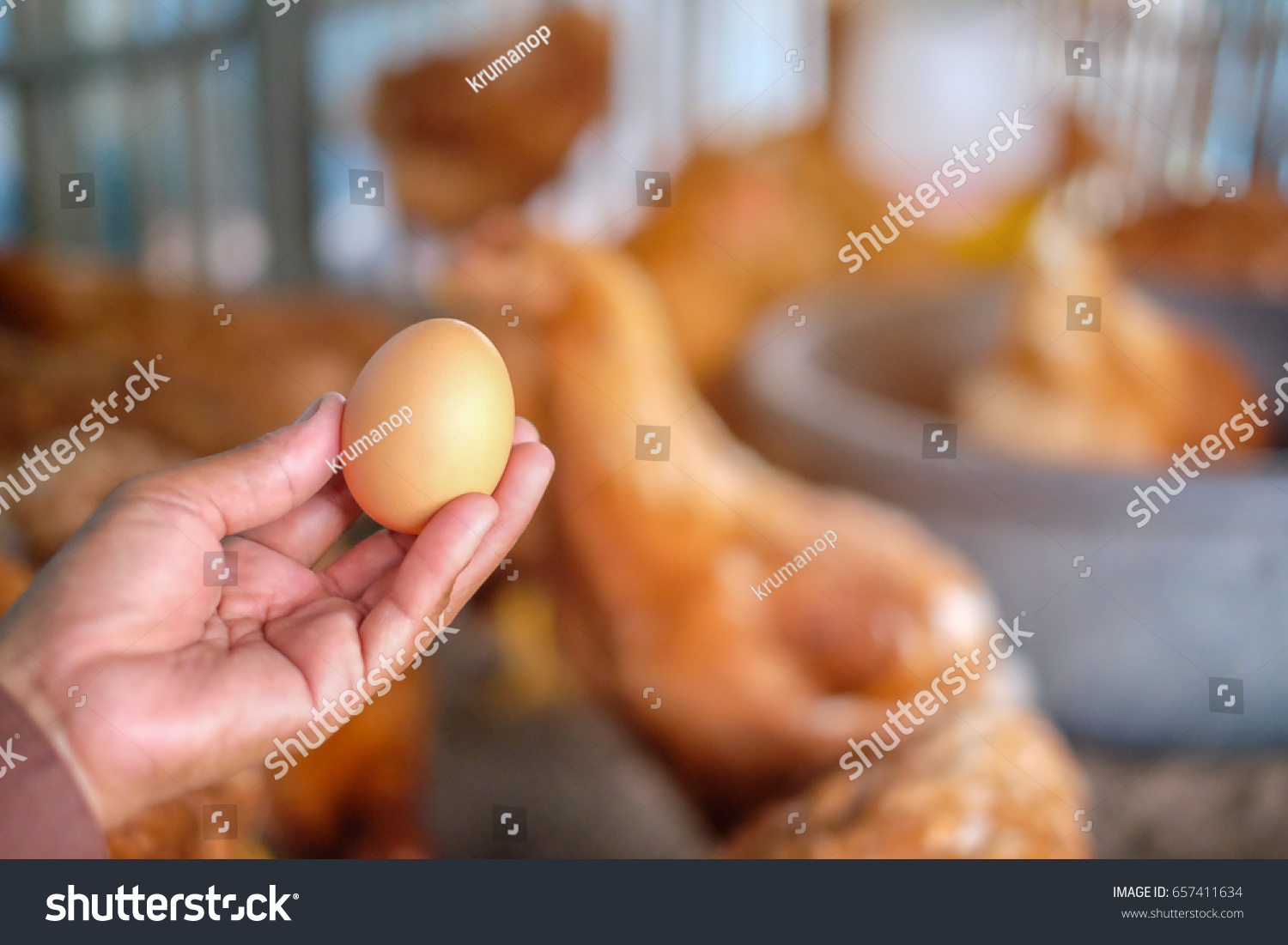 Hand Holding Chicken Egg Local Farm Stock Photo 657411634 Shutterstock.